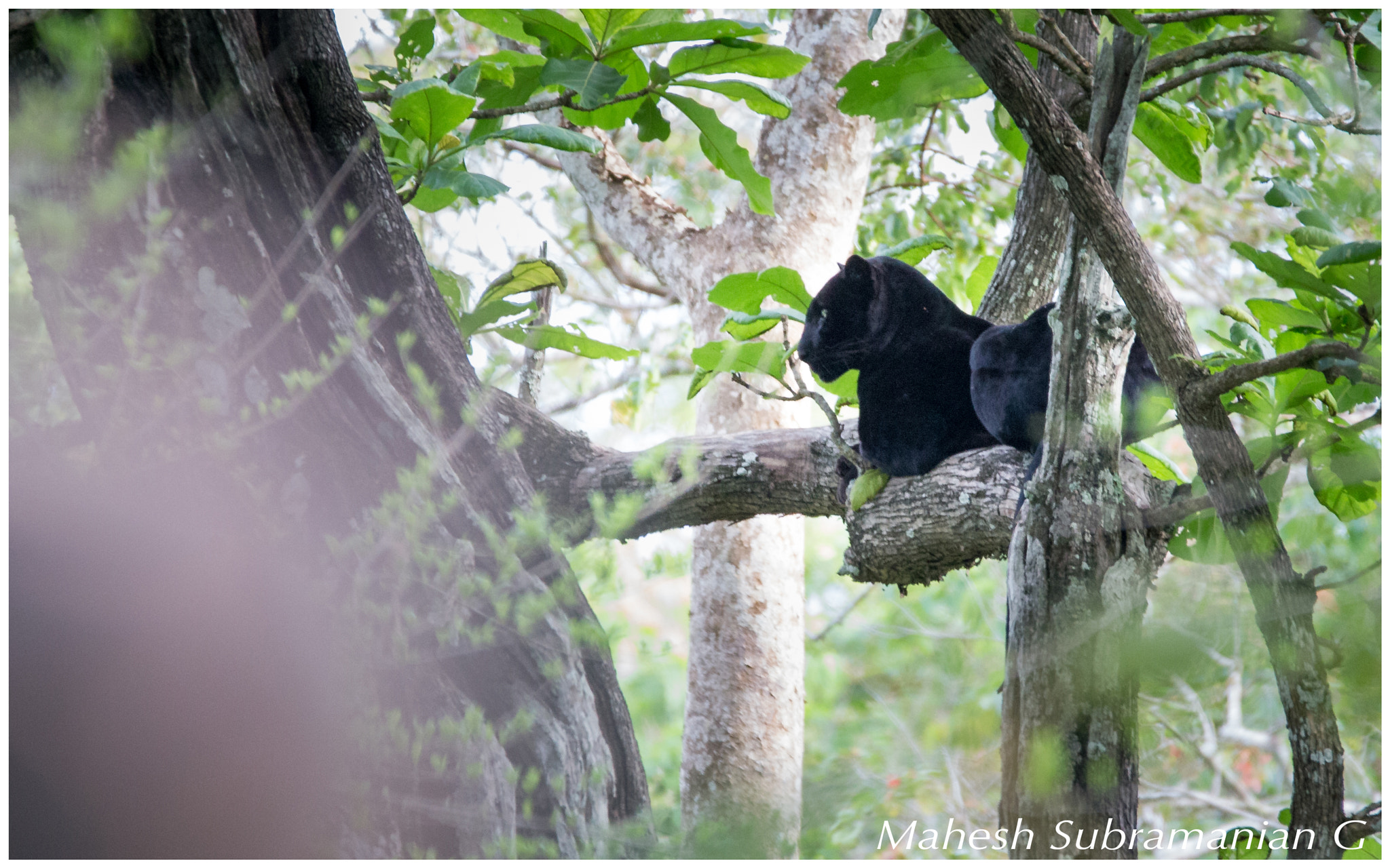 Sigma 150-600mm F5-6.3 DG OS HSM | C sample photo. Phantom of the wild photography
