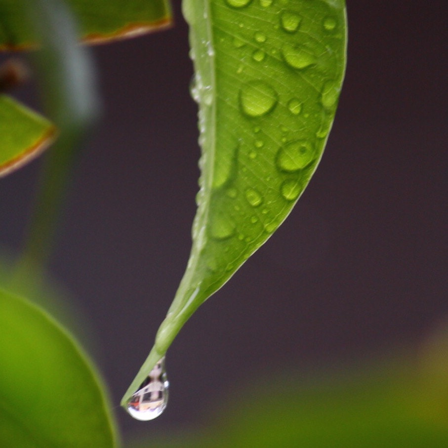 Canon EF-S 55-250mm F4-5.6 IS sample photo