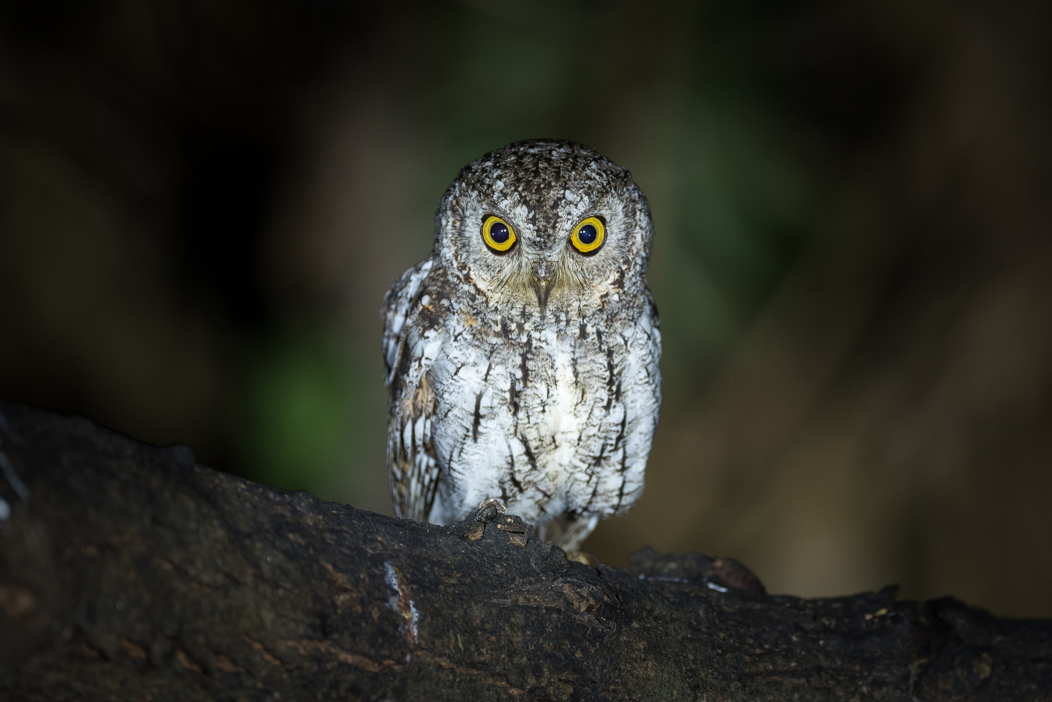 Nikon AF-S Nikkor 600mm F4E FL ED VR sample photo. Oriental scops owl photography