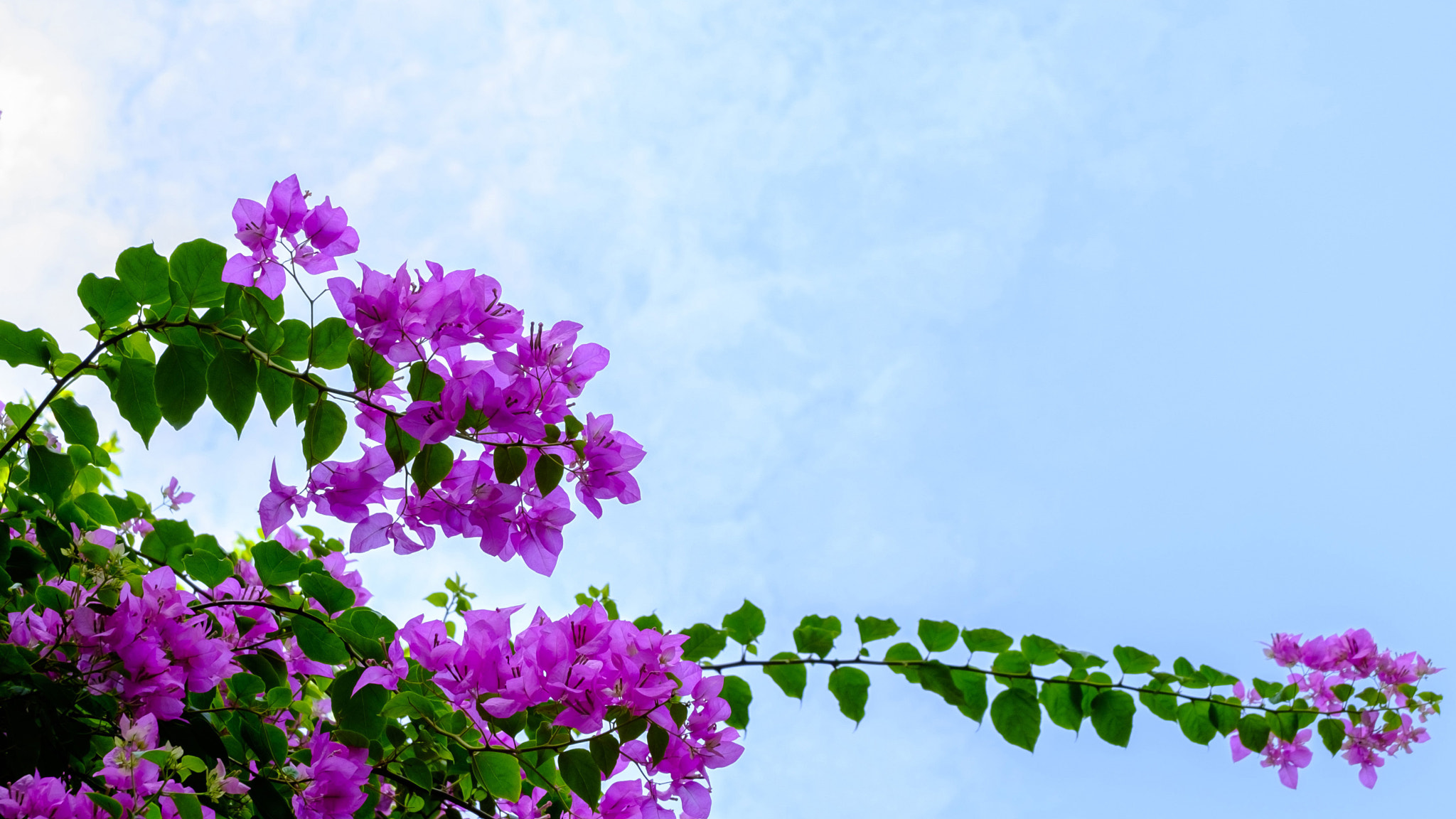 Fujifilm XC 16-50mm F3.5-5.6 OIS II sample photo. Under blue sky photography