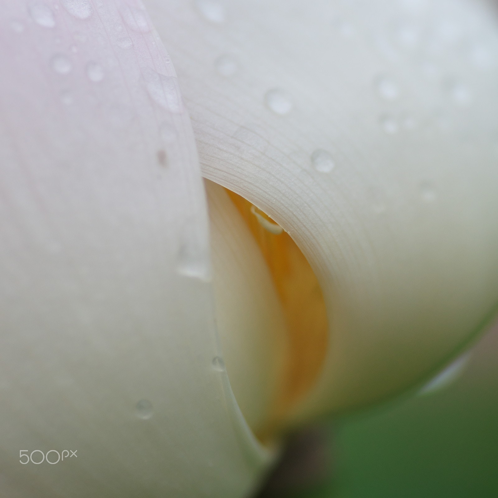 90mm F/2.8 D sample photo. Come with me photography