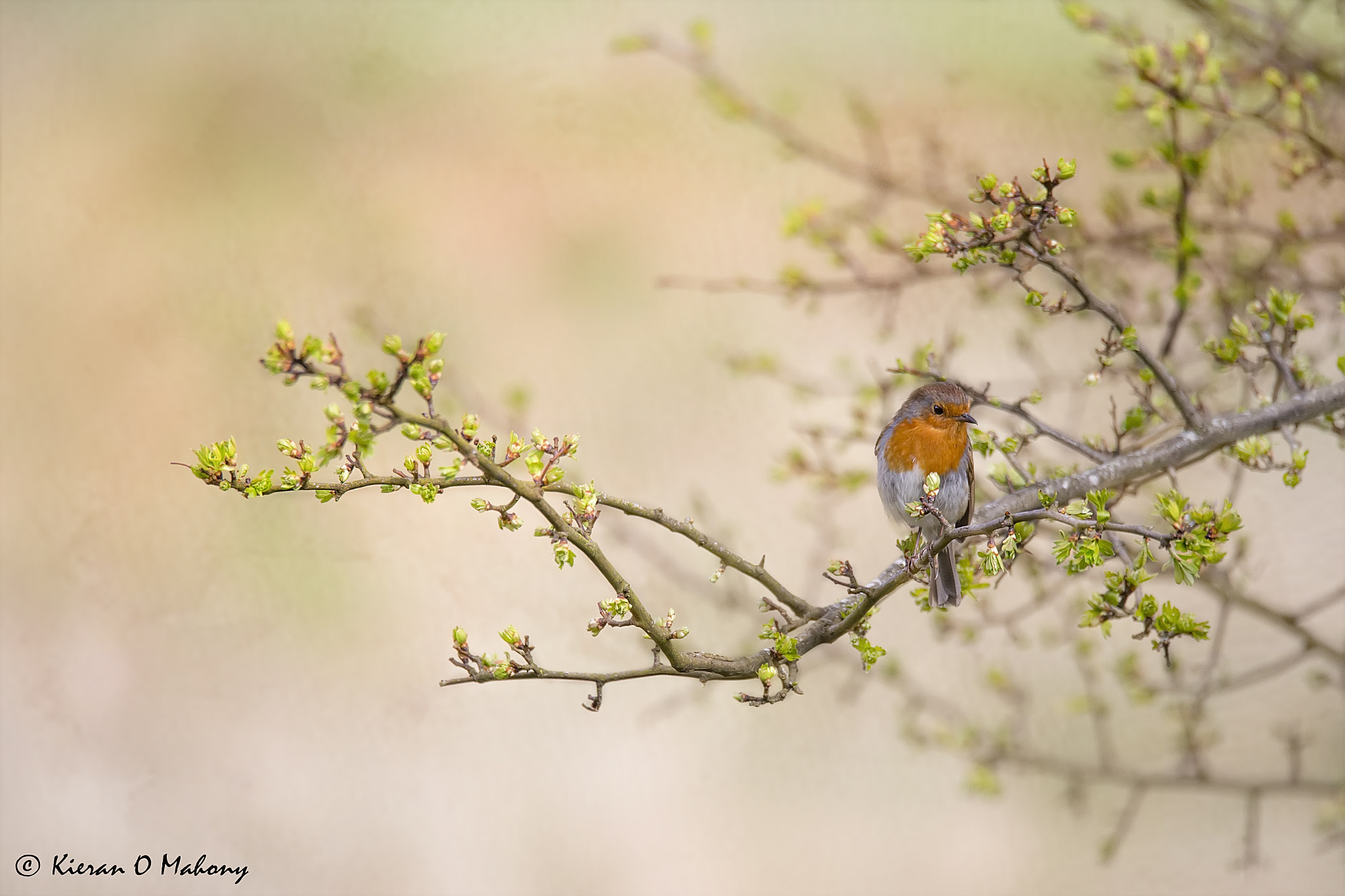 Sigma 150-600mm F5-6.3 DG OS HSM | C sample photo. A friendly robin perched branch as it takes a shor ... photography