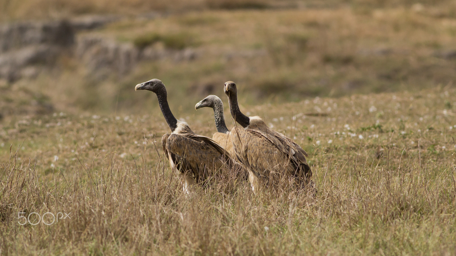 Canon EOS 600D (Rebel EOS T3i / EOS Kiss X5) + Canon EF 400mm F5.6L USM sample photo. Long billed vultures photography