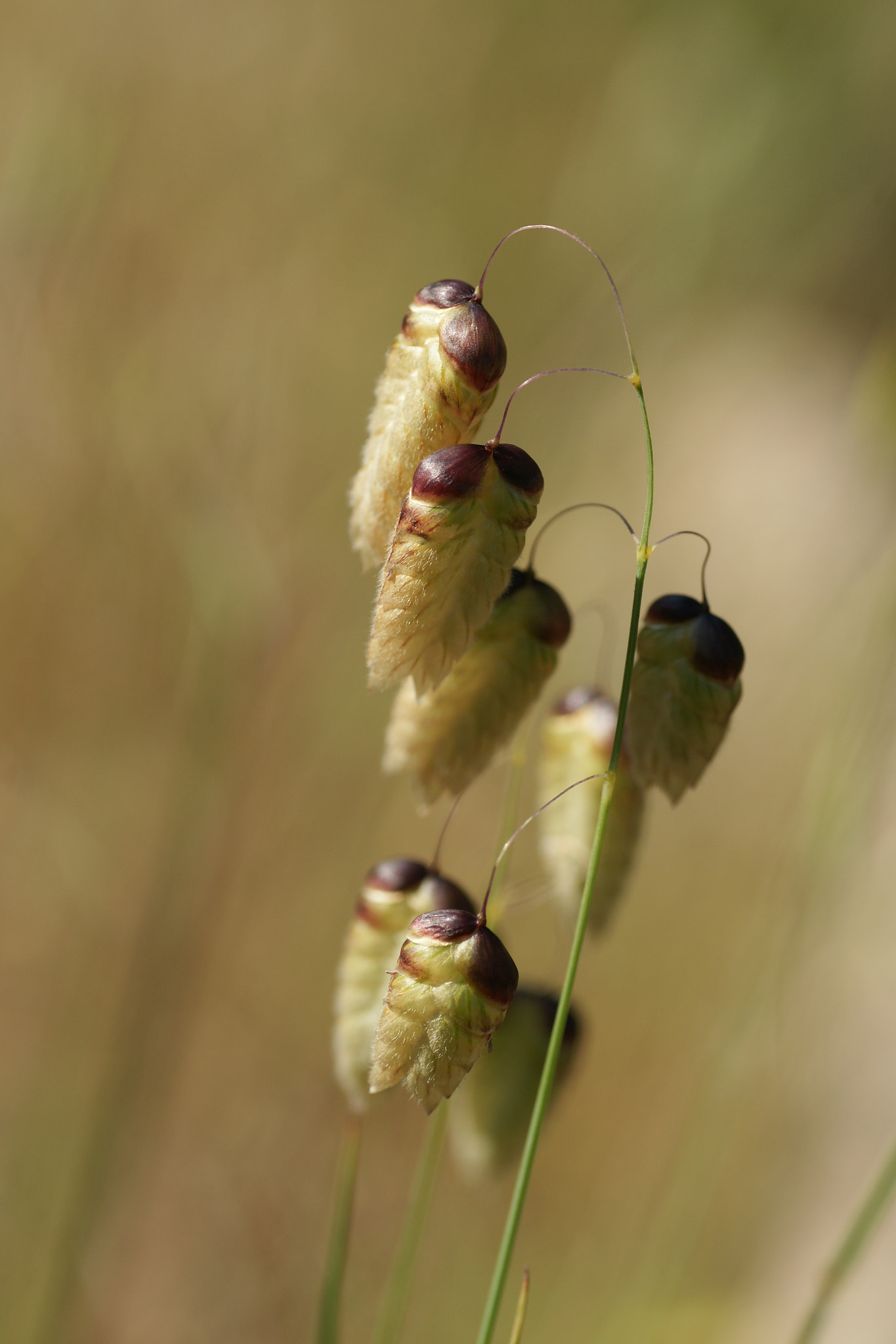 Sony Alpha DSLR-A700 + Tamron SP AF 90mm F2.8 Di Macro sample photo. Blowing in the wind photography