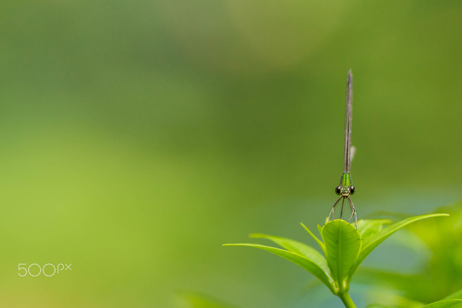 Canon EF 300mm F4L IS USM sample photo. Damsel photography