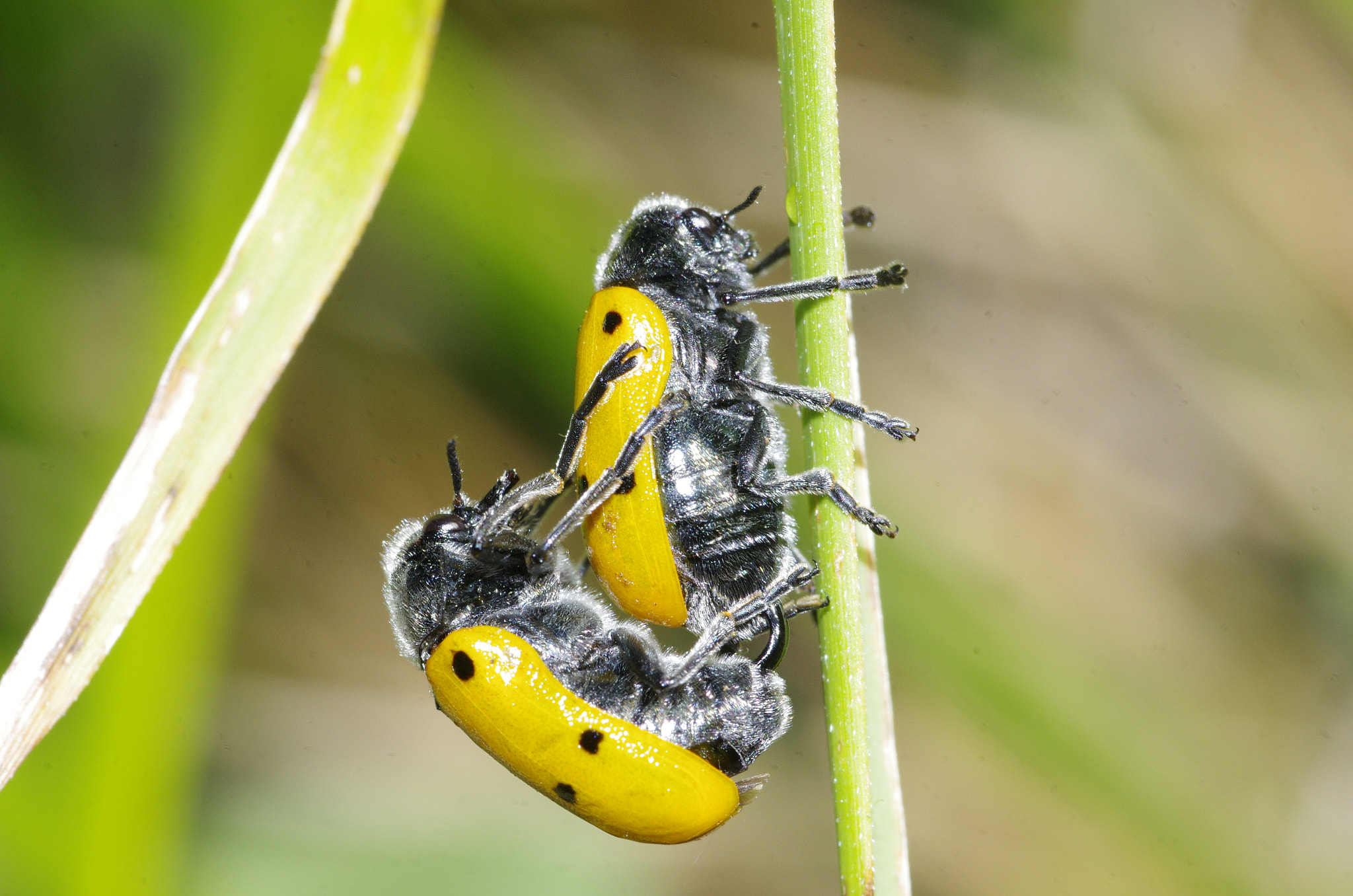 Pentax smc D-FA 100mm F2.8 Macro WR sample photo. Bugs in love photography