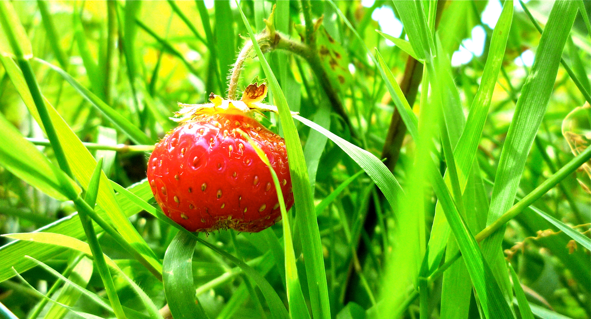 Panasonic DMC-LZ8 sample photo. Fresh strawberry photography