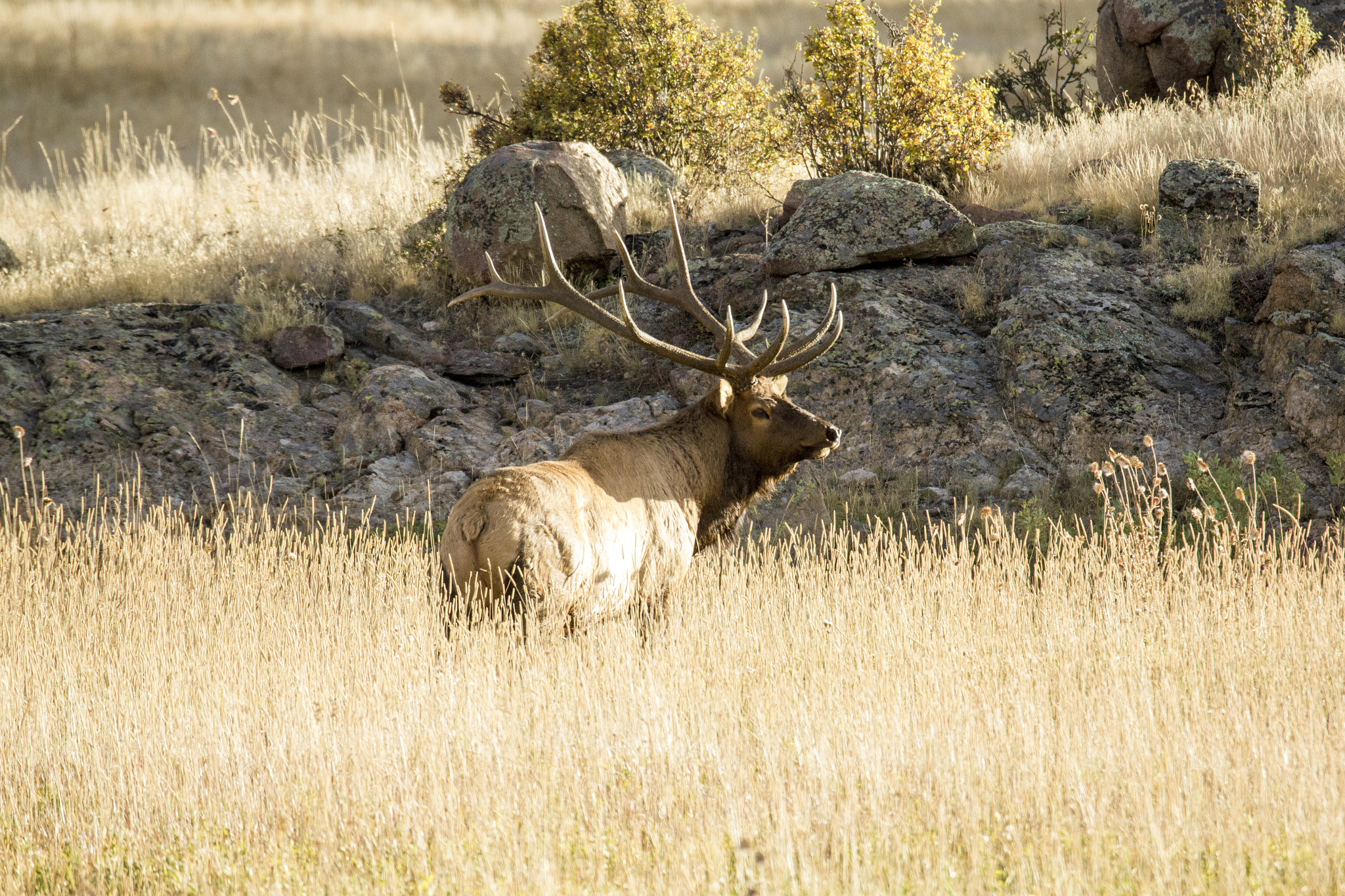 Sigma 150-600mm F5-6.3 DG OS HSM | C sample photo. Wapiti supreme photography