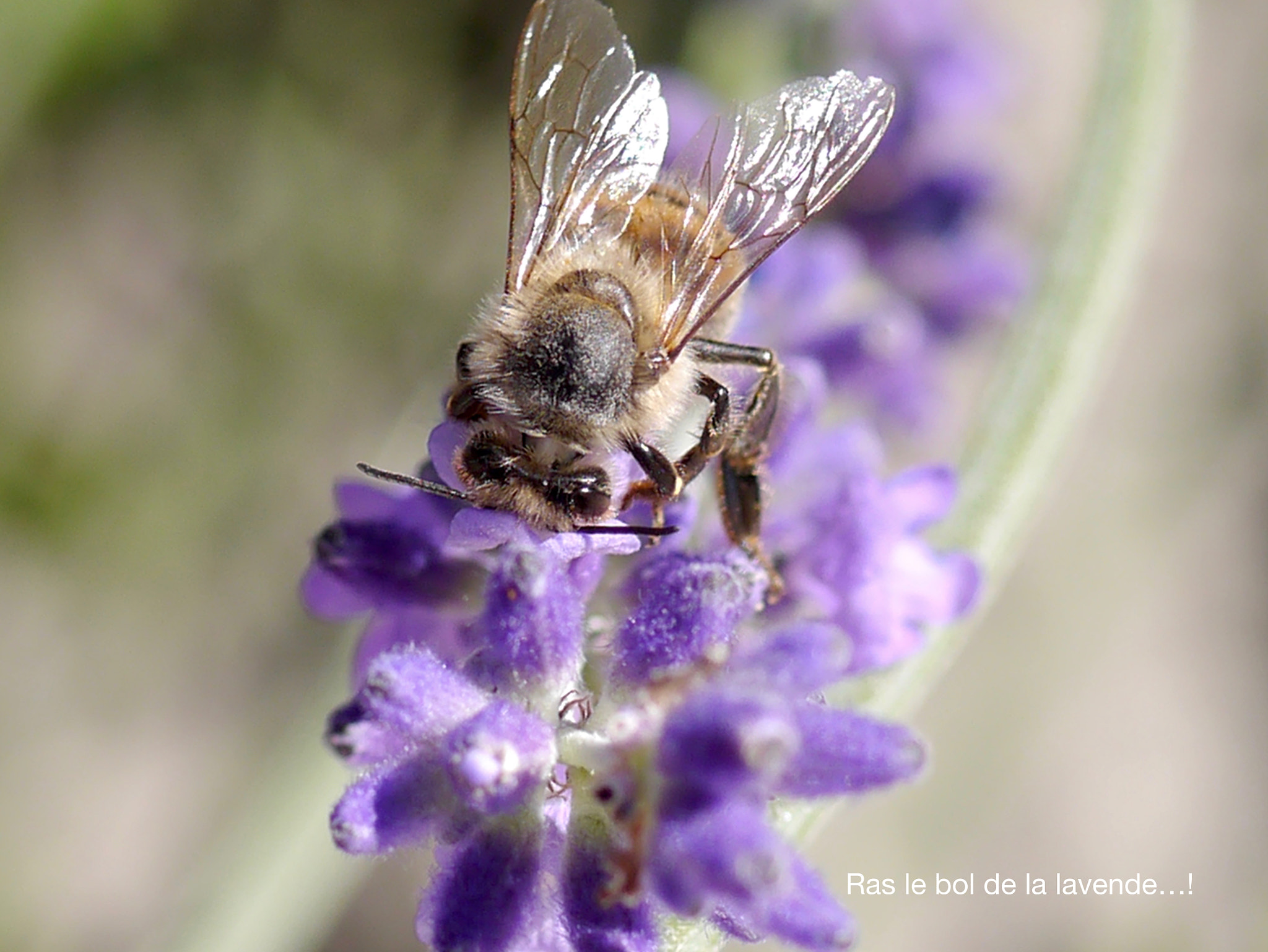 Panasonic Lumix DMC-GX1 + Panasonic Lumix G Macro 30mm F2.8 ASPH Mega OIS sample photo. Ras le bol de la lavende...! photography