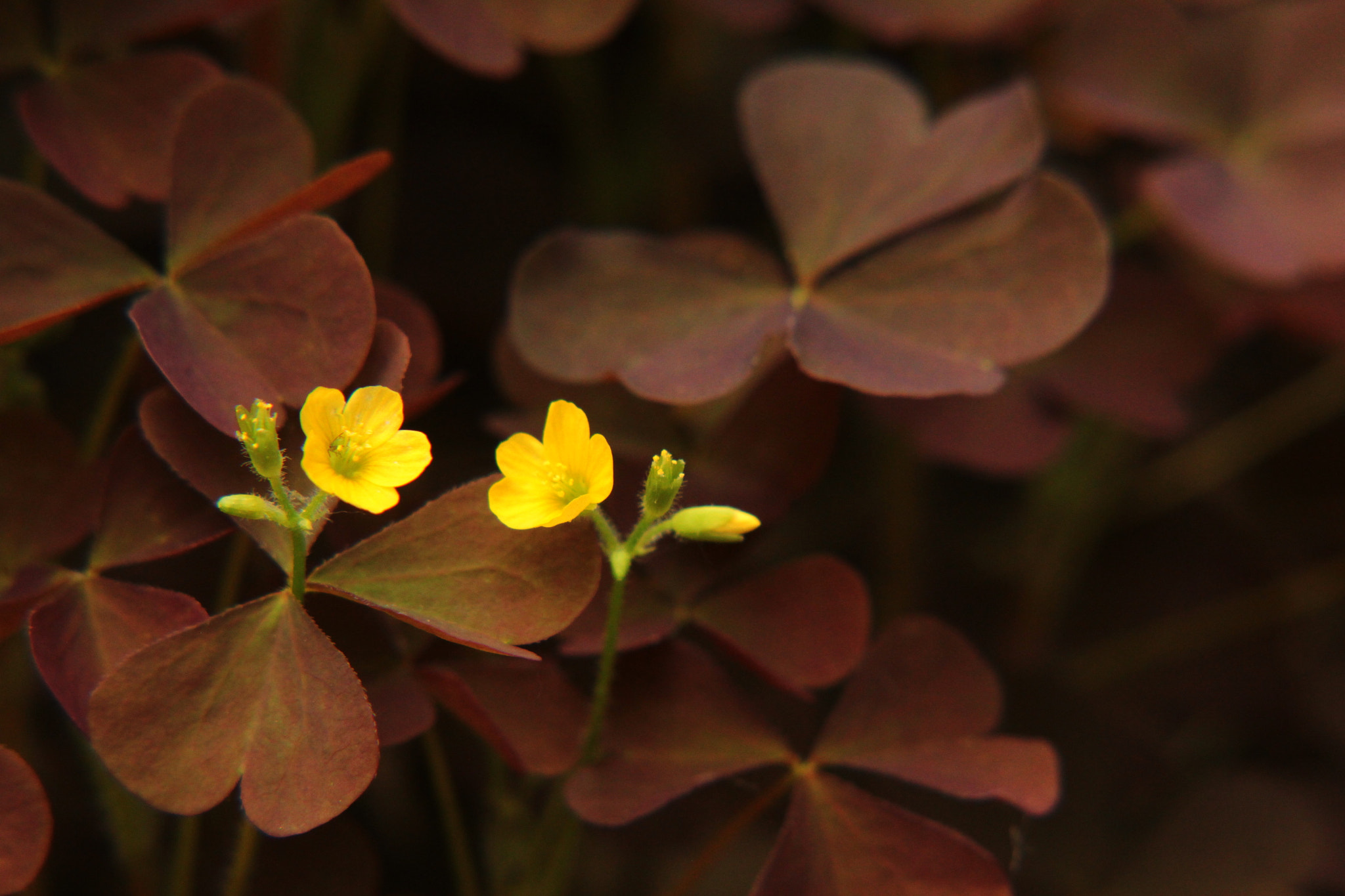 Canon EF-S 55-250mm F4-5.6 IS II sample photo. In conversation photography