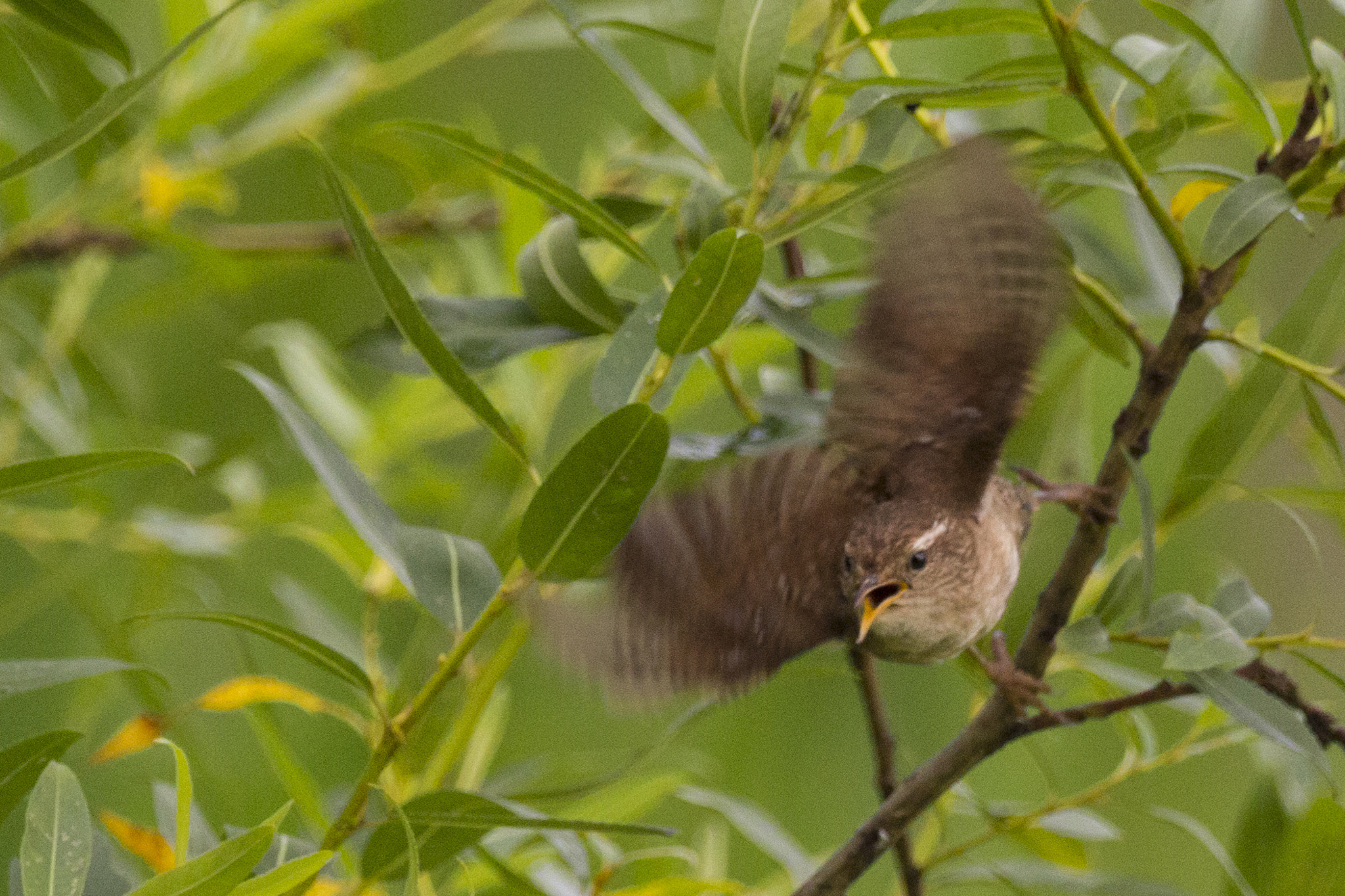 150-600mm F5-6.3 DG OS HSM | Contemporary 015 sample photo. Wren photography