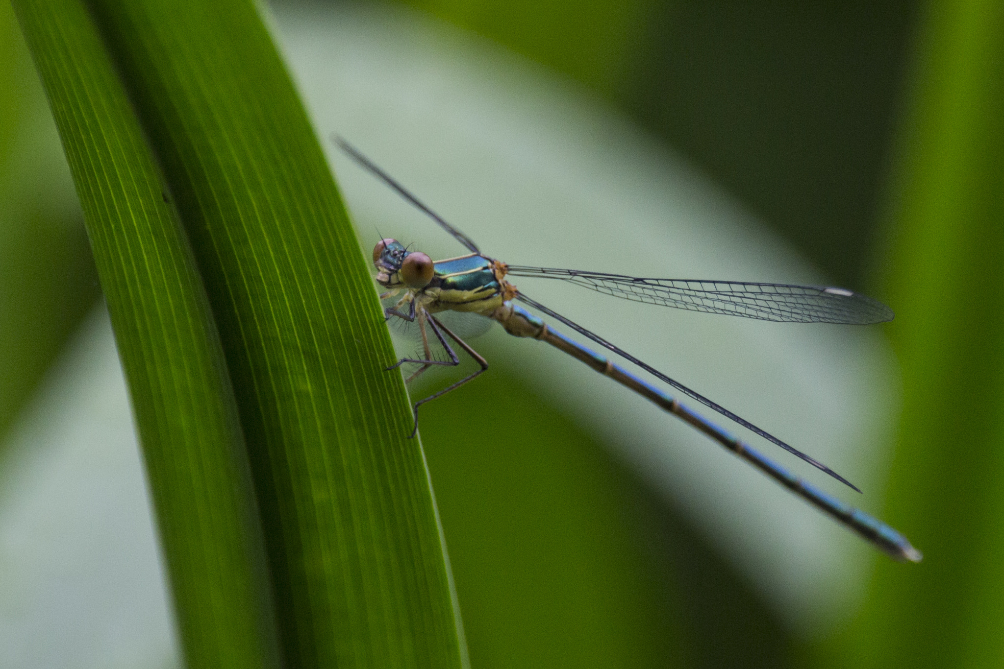 150-600mm F5-6.3 DG OS HSM | Contemporary 015 sample photo. Dragonfly photography