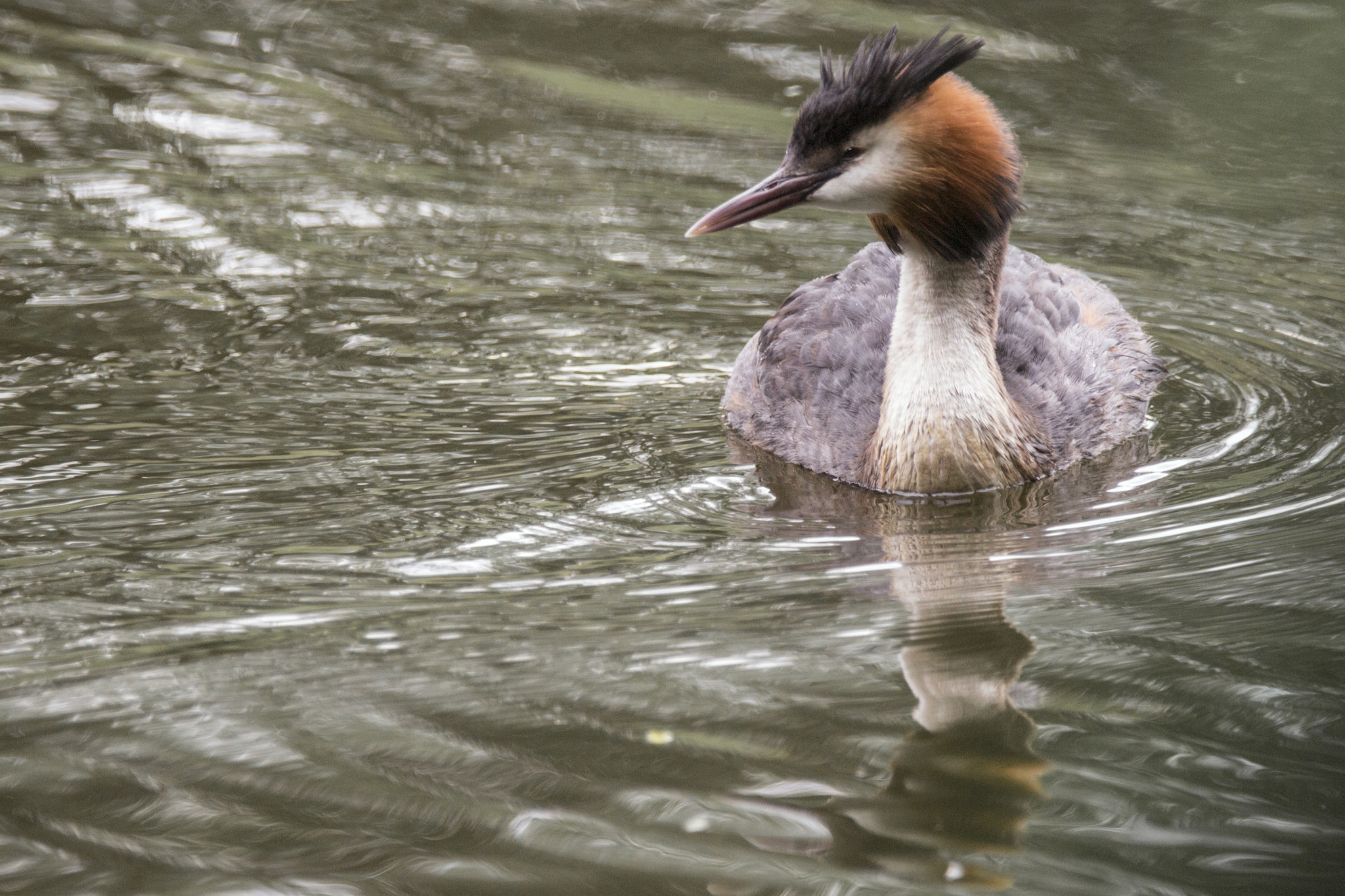 150-600mm F5-6.3 DG OS HSM | Contemporary 015 sample photo. Grebe photography