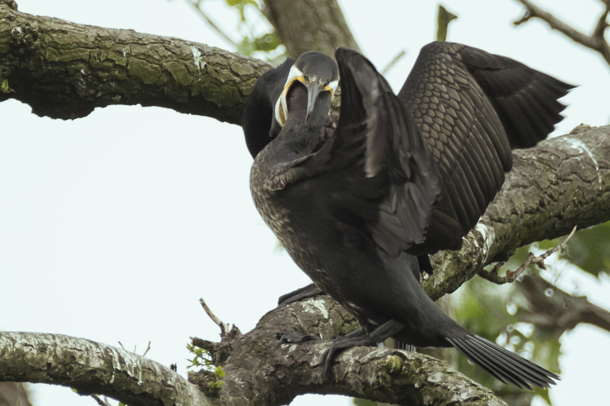 150-600mm F5-6.3 DG OS HSM | Contemporary 015 sample photo. Cormorants feeding?! photography