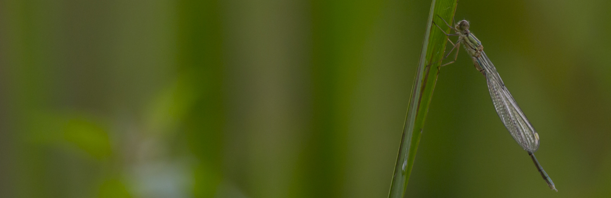 150-600mm F5-6.3 DG OS HSM | Contemporary 015 sample photo. Dragonfly photography