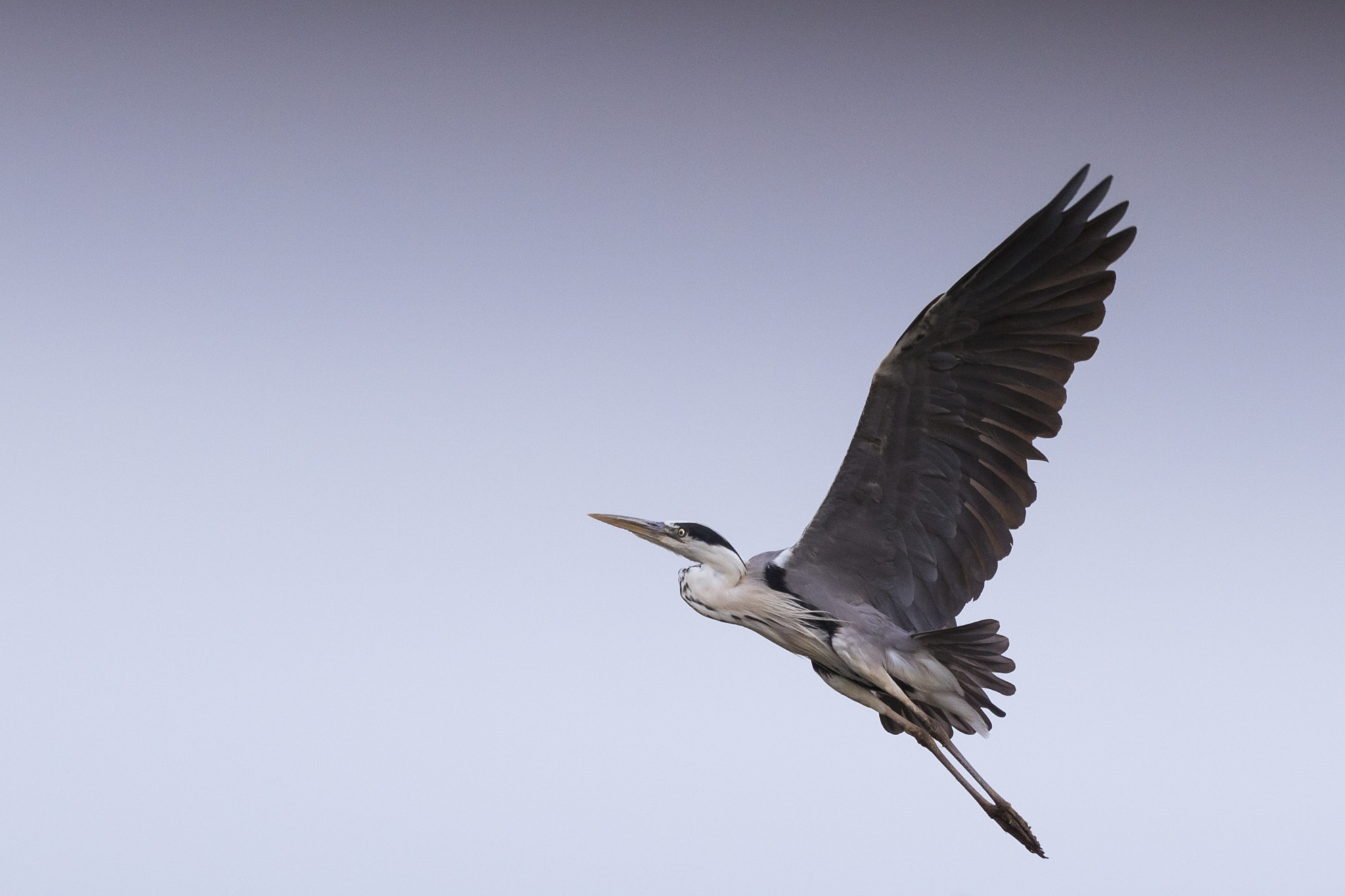 150-600mm F5-6.3 DG OS HSM | Contemporary 015 sample photo. Blue heron photography