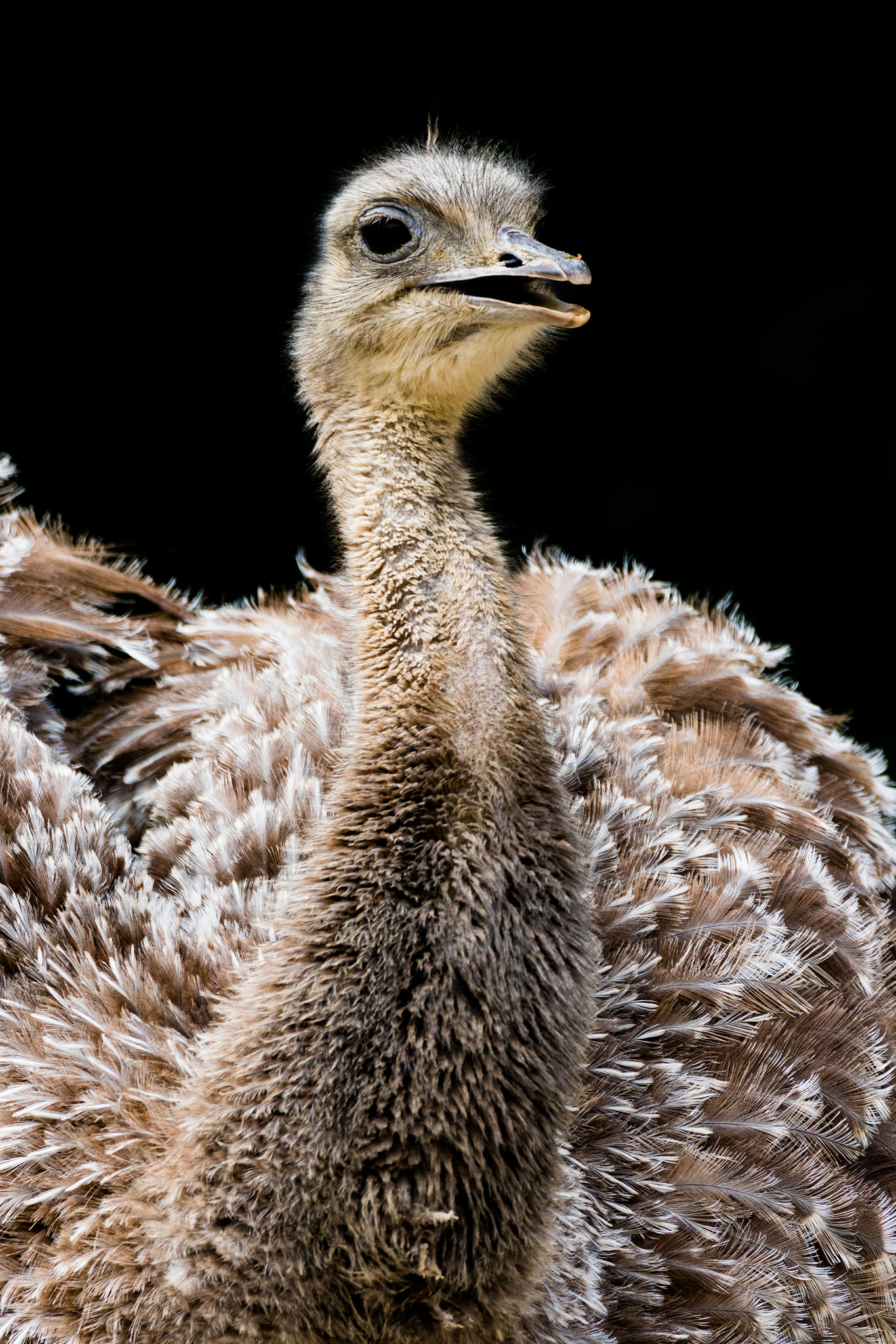 150-600mm F5-6.3 DG OS HSM | Contemporary 015 sample photo. Nandu photography
