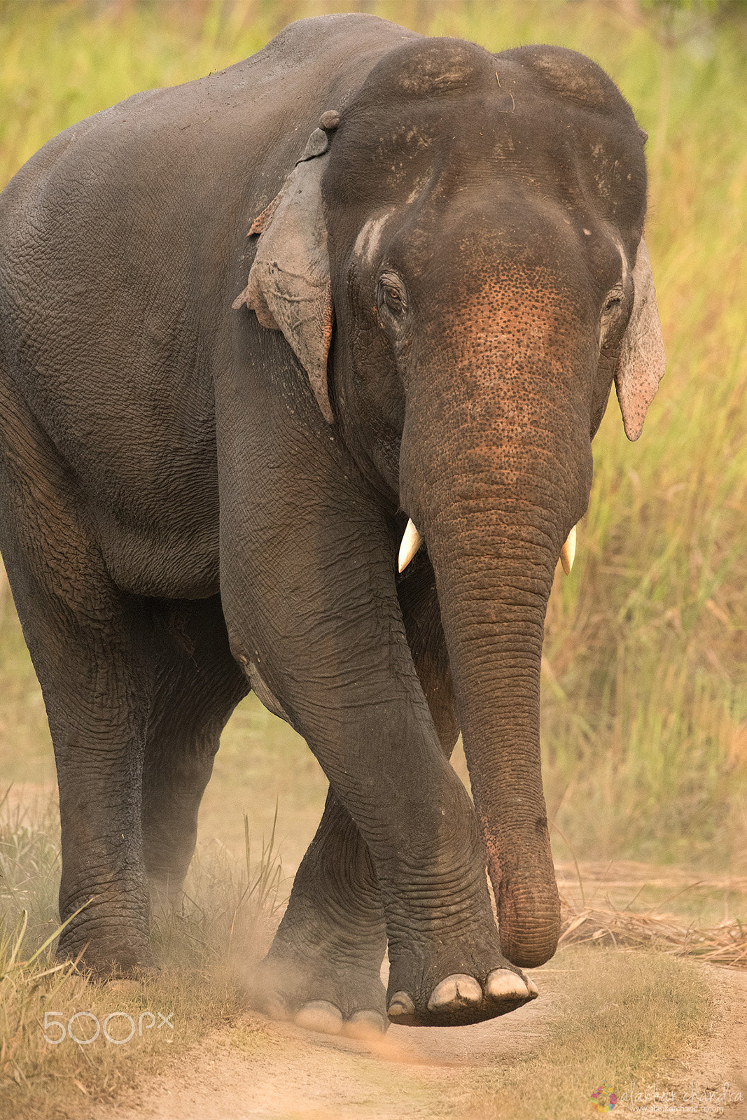 Nikon D750 + Nikon AF-S Nikkor 600mm F4G ED VR sample photo. Male tusker photography