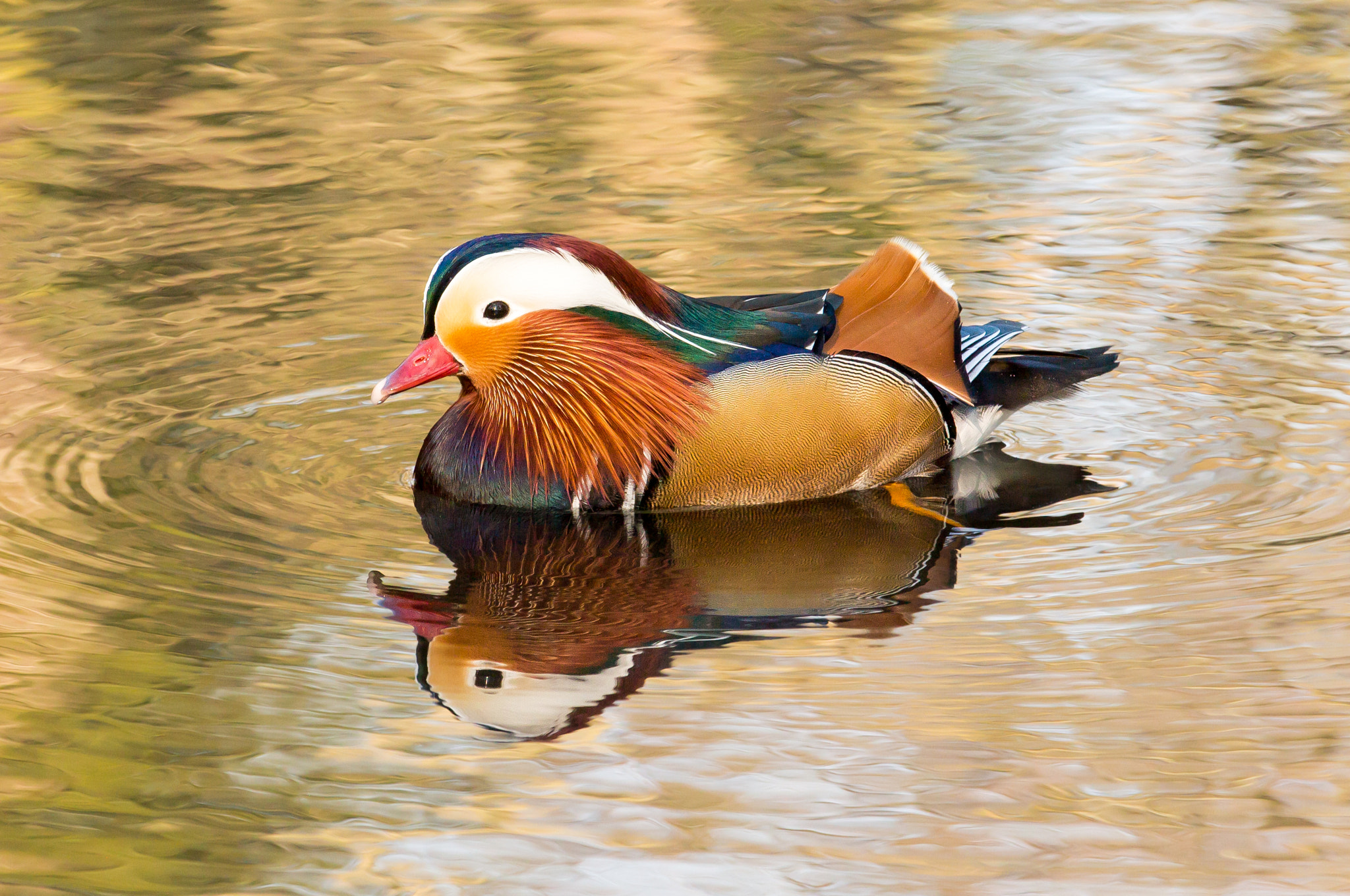 Canon EOS 650D (EOS Rebel T4i / EOS Kiss X6i) sample photo. Mandarin in golden water photography