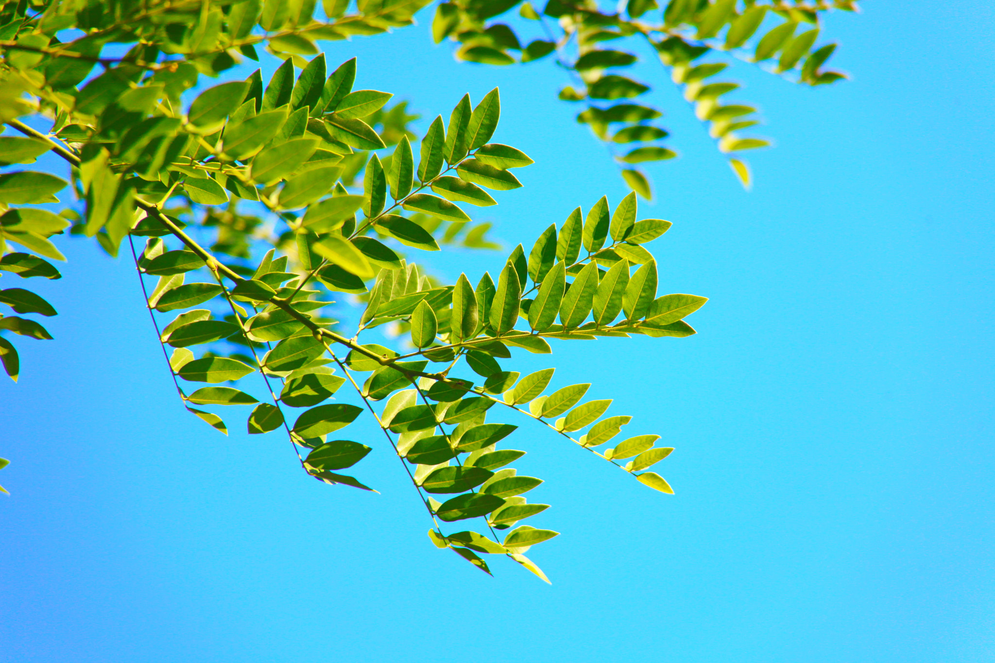 Canon EF 28-200mm F3.5-5.6 USM sample photo. Листья photography