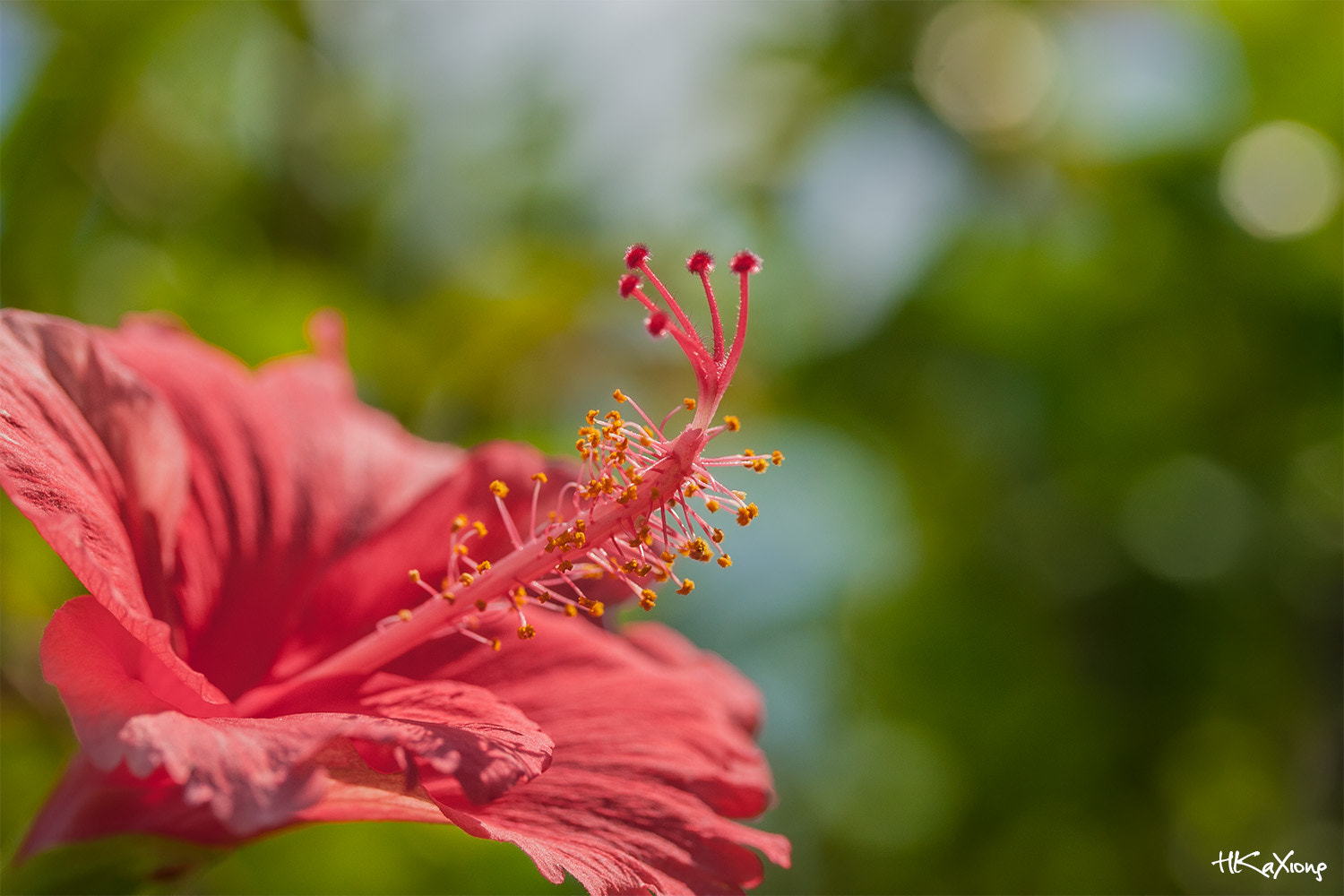 Canon EF-S 60mm F2.8 Macro USM sample photo. China rose photography