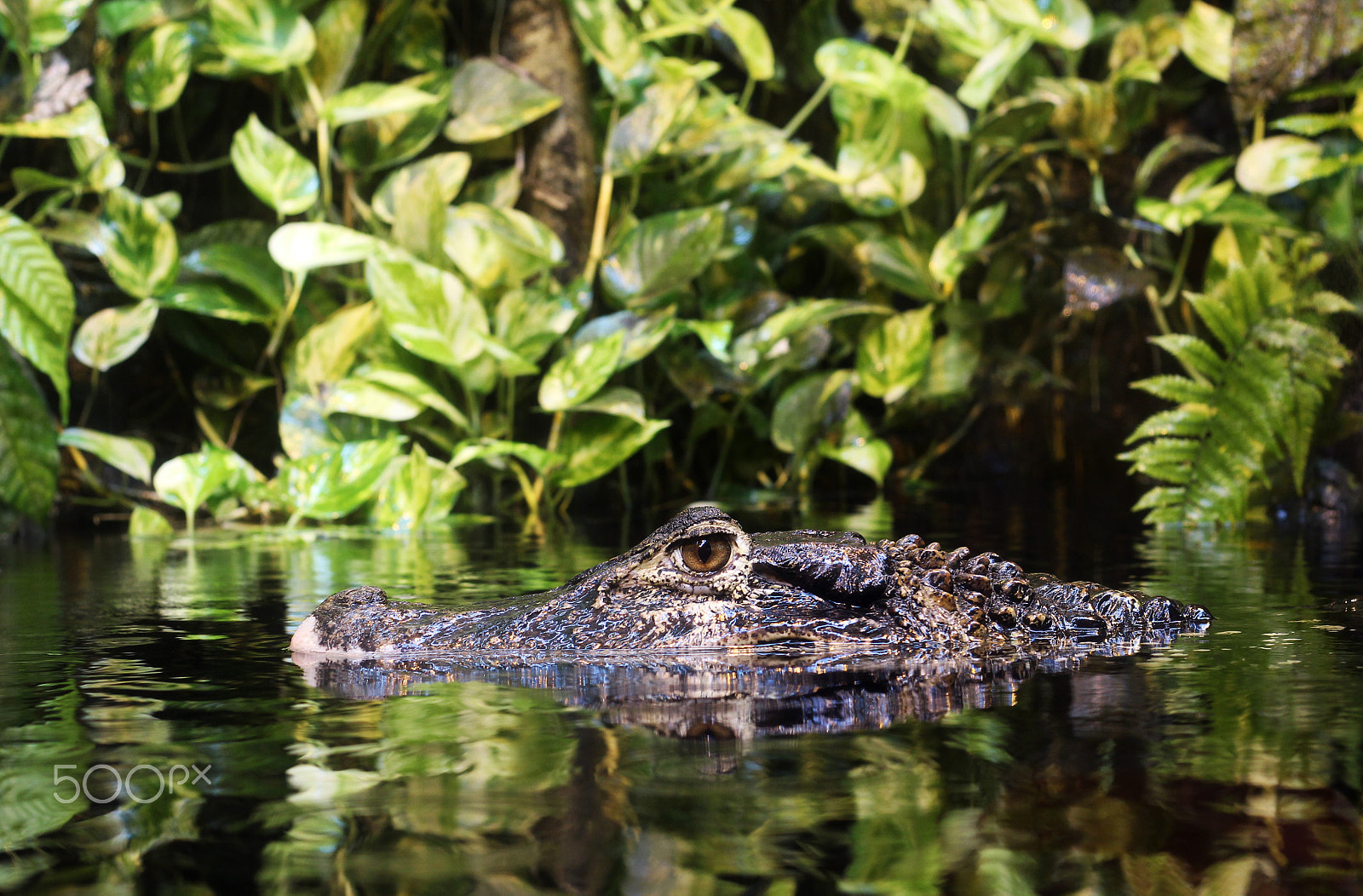 Canon EOS M + Canon EF 50mm F1.8 STM sample photo. River monster photography