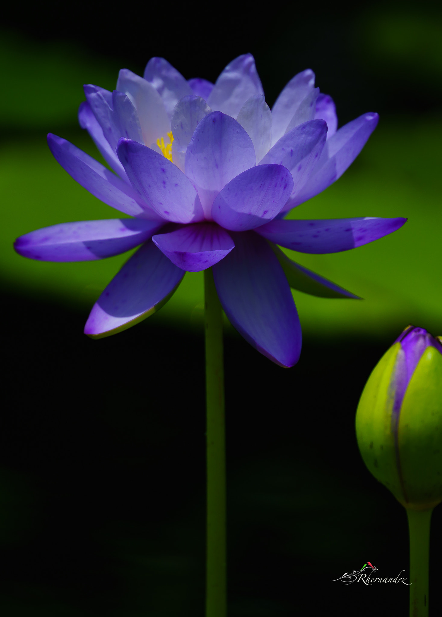 Sony a7R II + Canon EF 200mm F2L IS USM sample photo. Blue lily photography