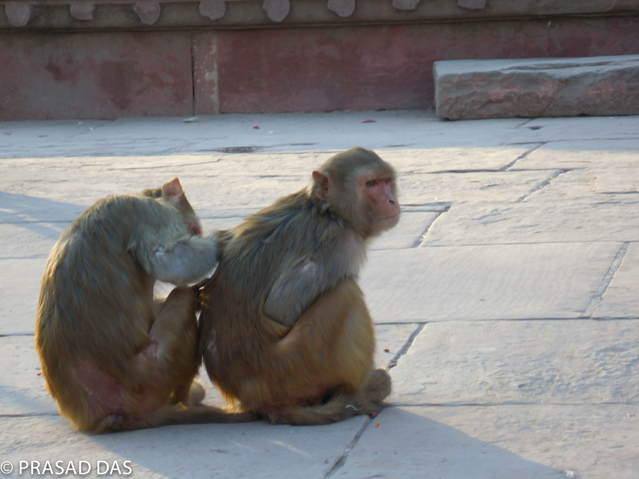 Nikon Coolpix S6900 sample photo. Monkey checking on fleas of another photography