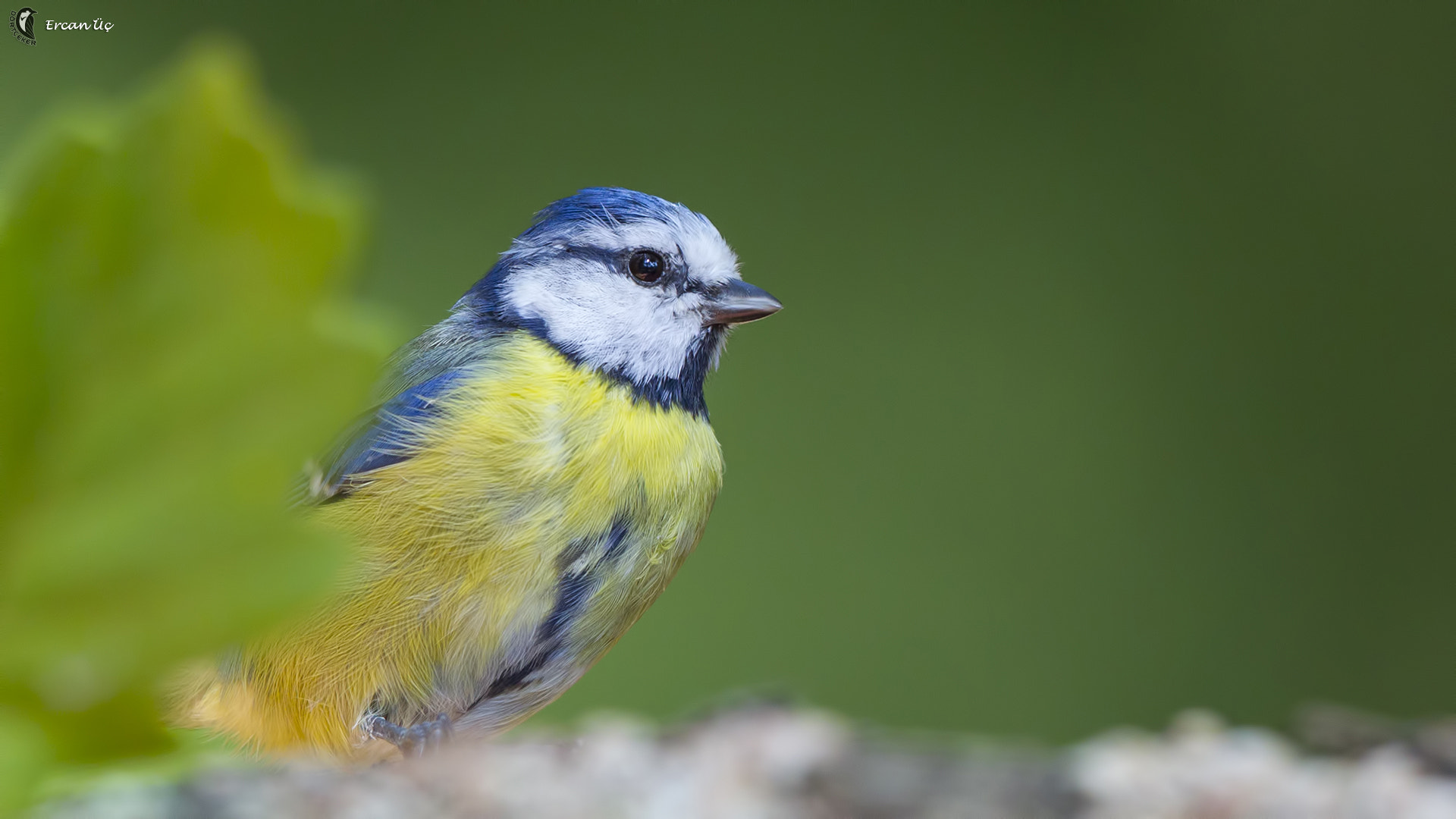 Canon EOS-1D Mark IV + Canon EF 600mm F4L IS II USM sample photo. Blue tit photography