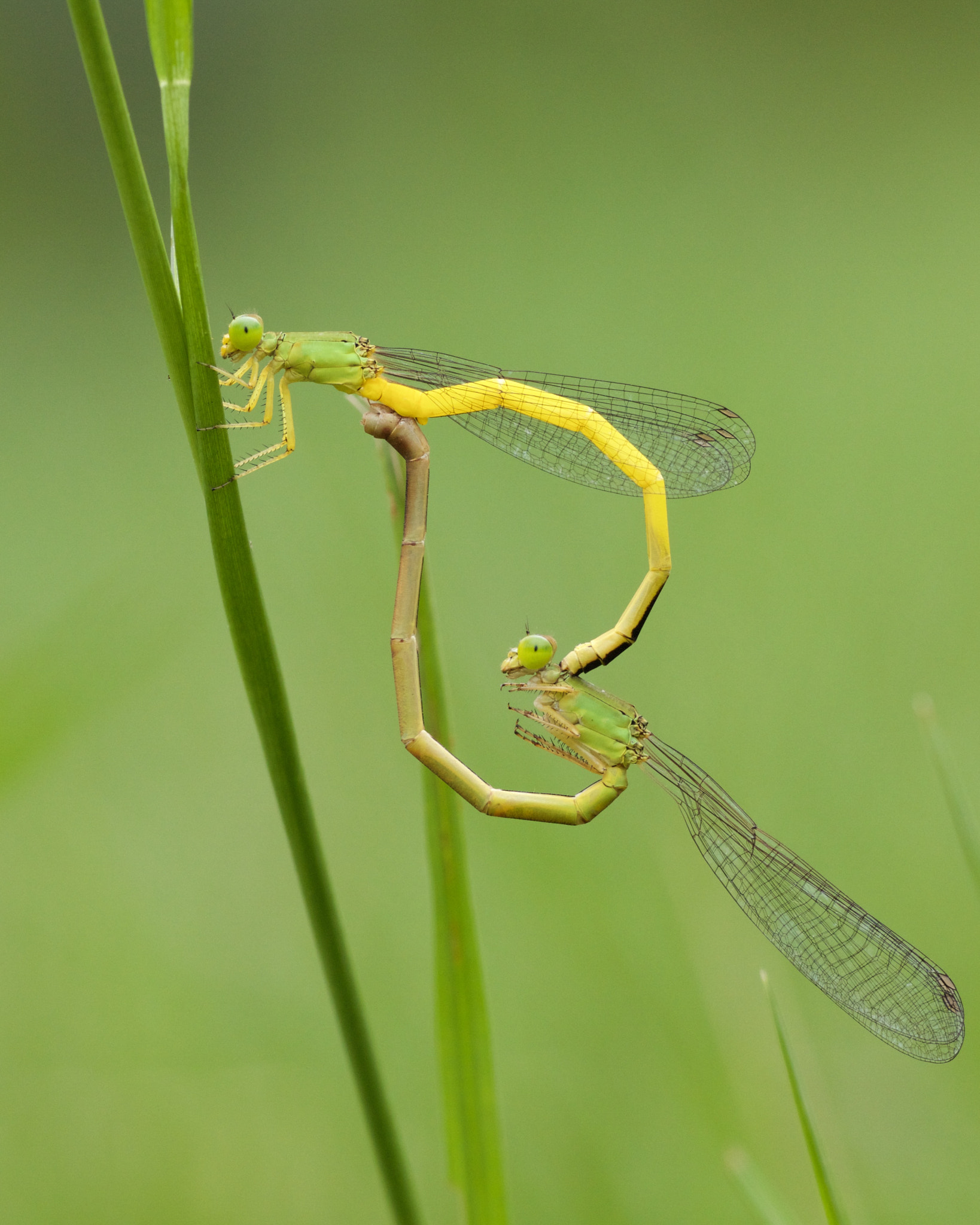 Sigma APO Macro 180mm F2.8 EX DG OS HSM sample photo. Ceriagrion melanurum photography