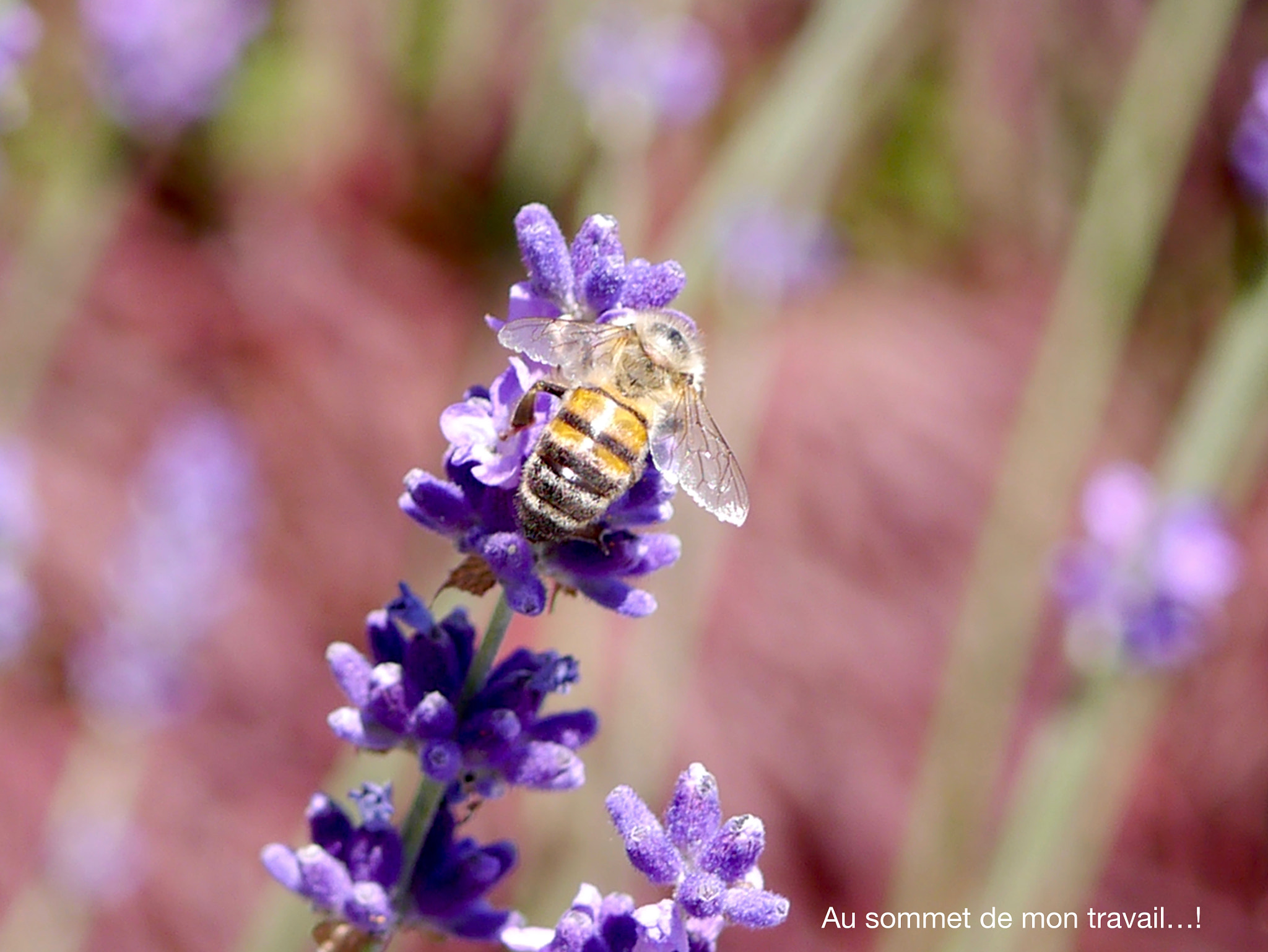 Panasonic Lumix DMC-GX1 + Panasonic Lumix G Macro 30mm F2.8 ASPH Mega OIS sample photo. Au sommet de mon travail...! photography