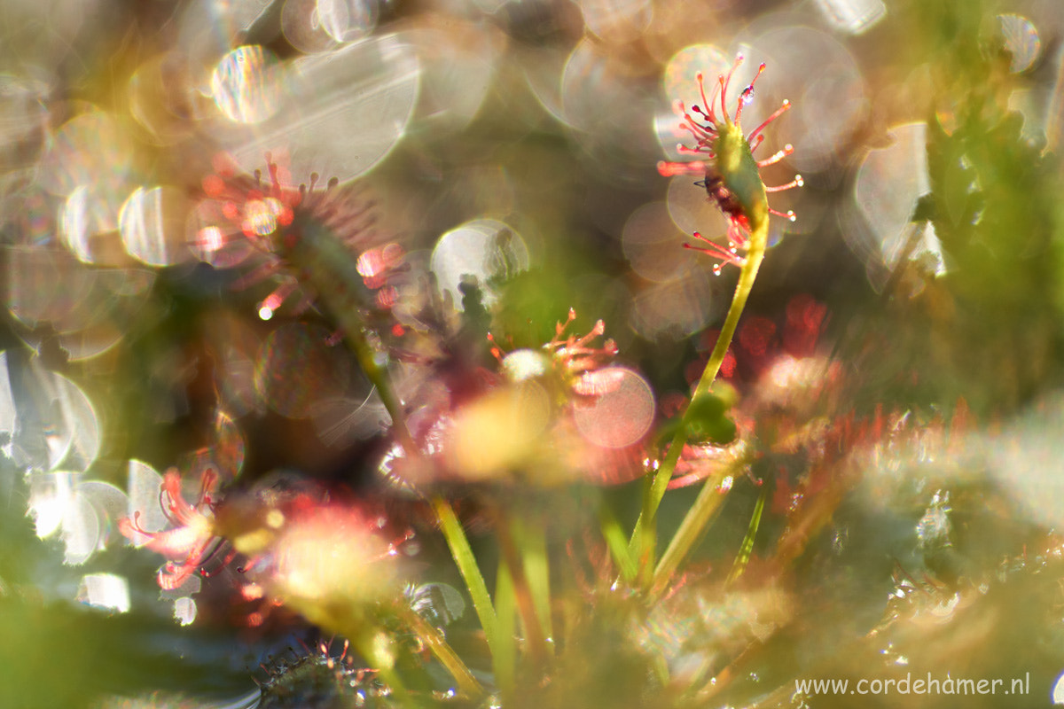 Sony SLT-A77 + Tamron SP AF 90mm F2.8 Di Macro sample photo. Sundews in the evening sun photography