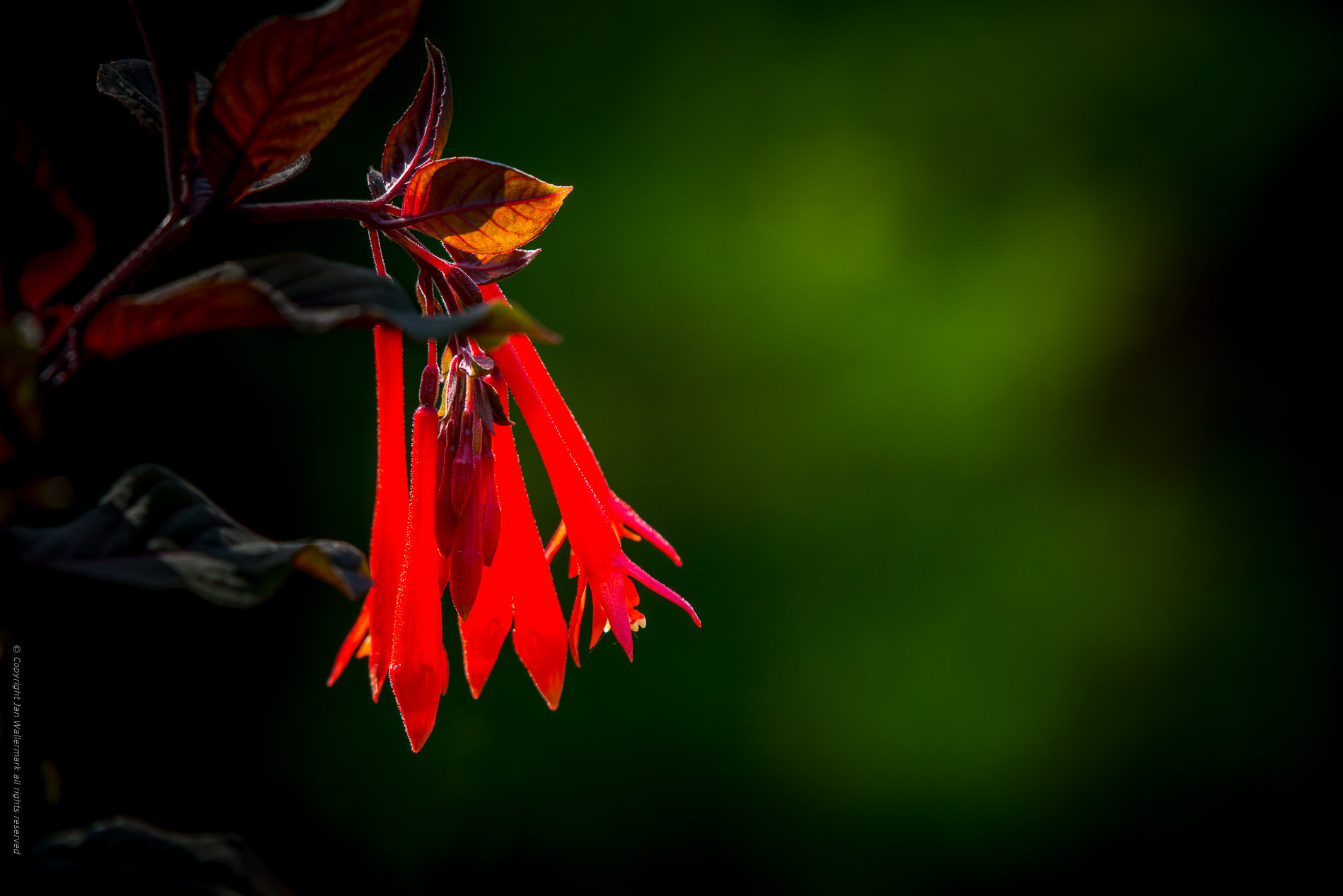 Nikon AF-S Nikkor 200-500mm F5.6E ED VR sample photo. Hang on ll photography