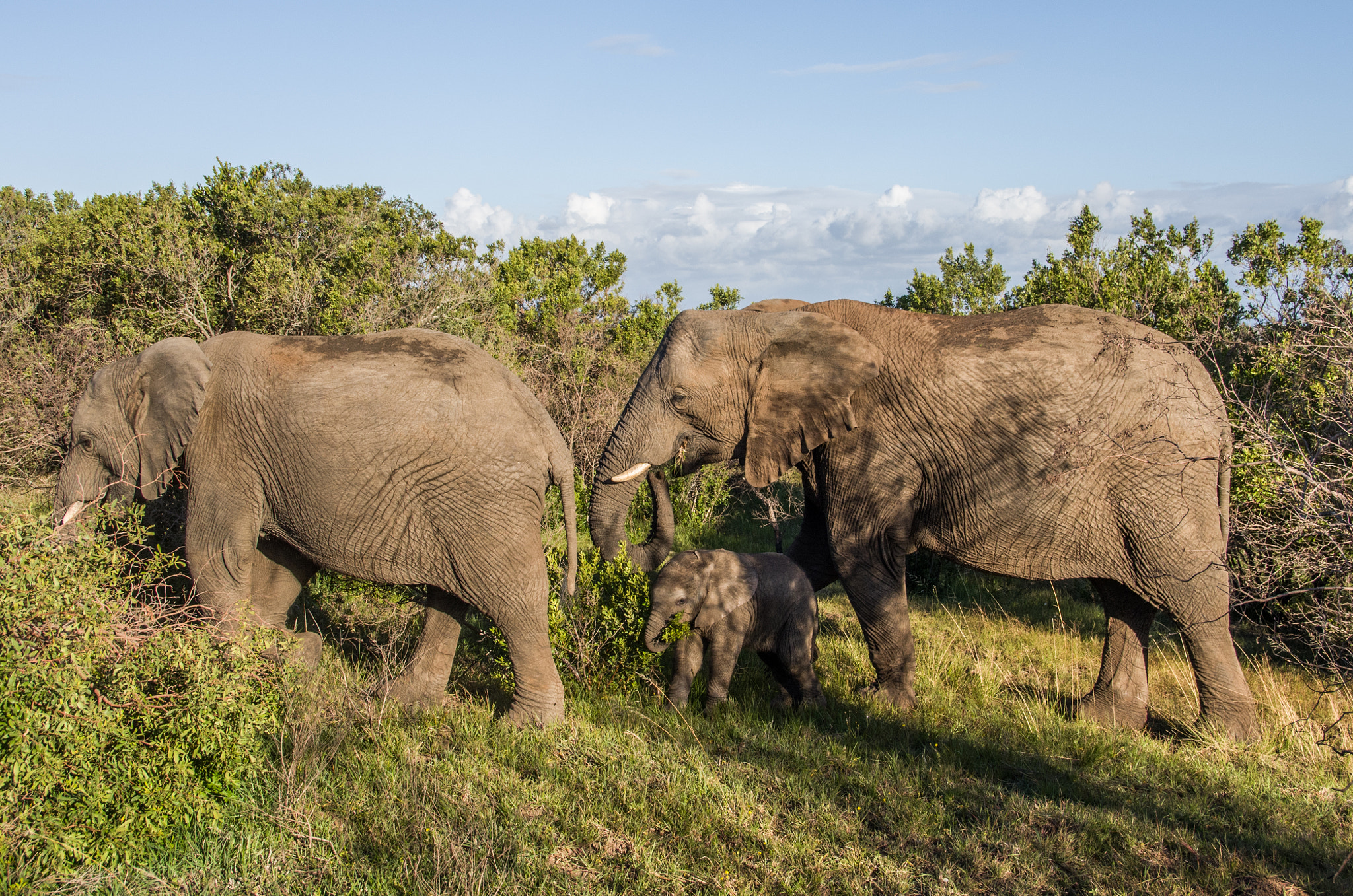 Pentax K-5 II sample photo. Elephants in south africa photography