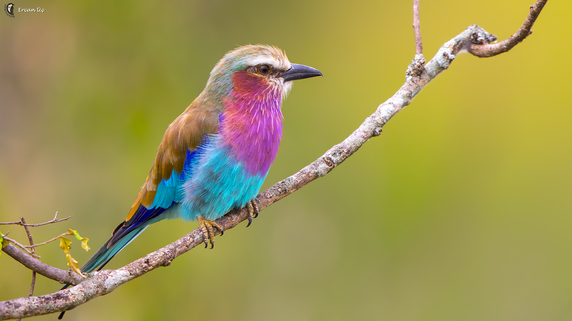 Canon EF 600mm F4L IS II USM sample photo. Rainbow photography