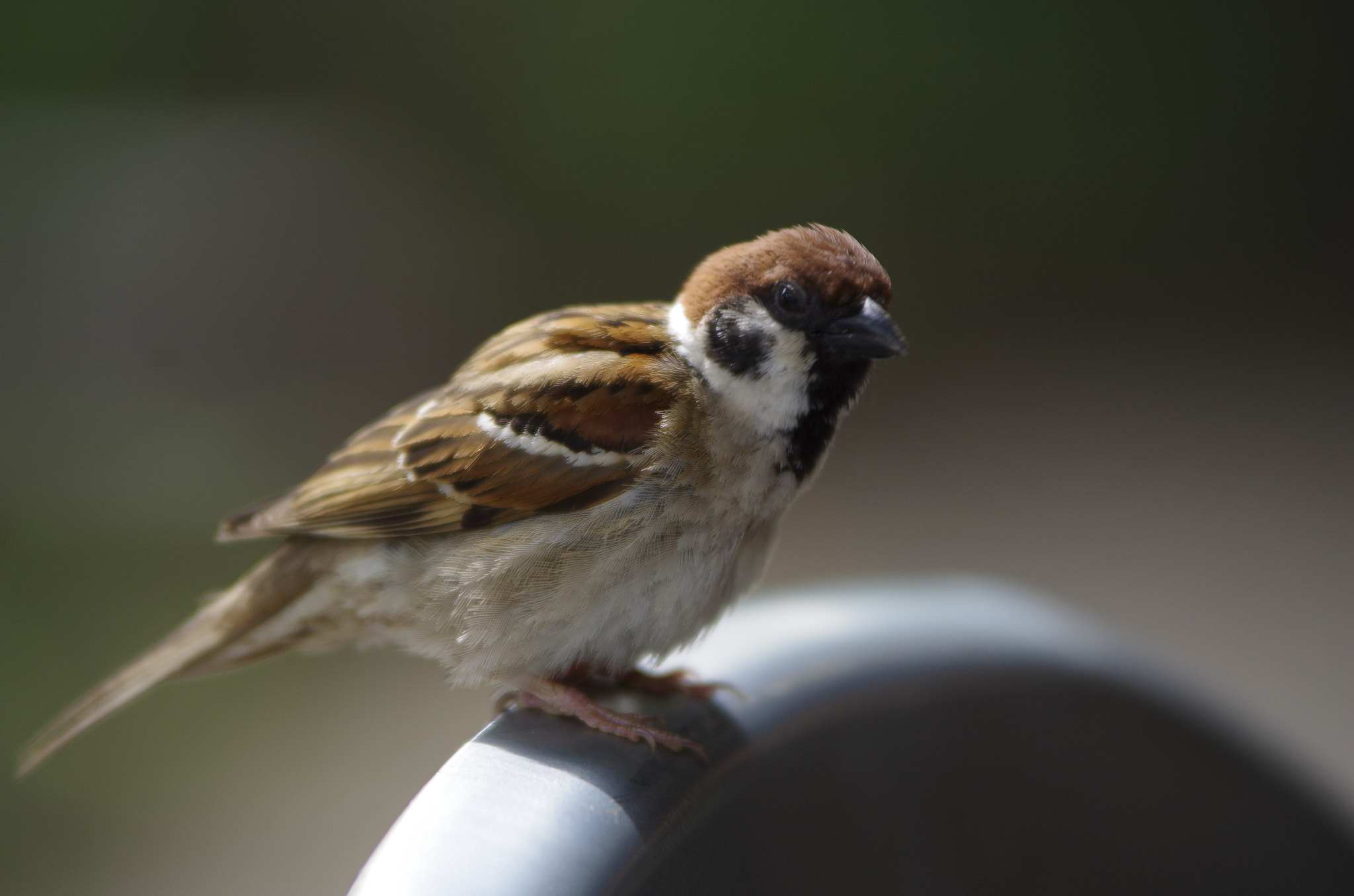 Pentax K-50 sample photo. Unexpected guest photography