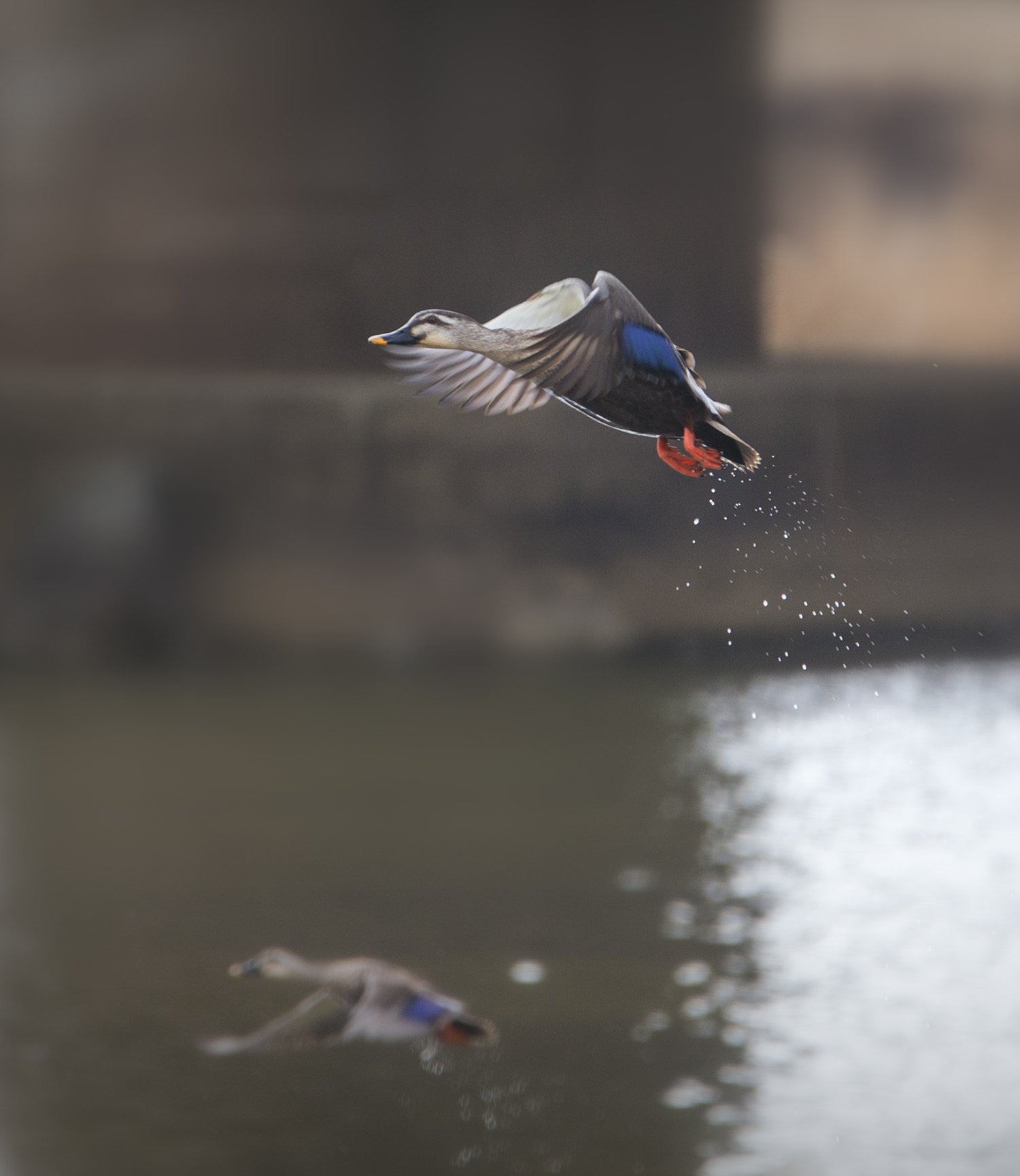 Canon EOS-1D X sample photo. Fly away photography