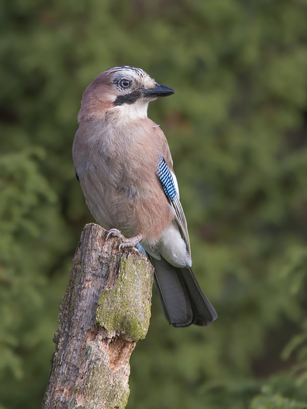 Canon EF 300mm F4L IS USM sample photo. Gaai photography