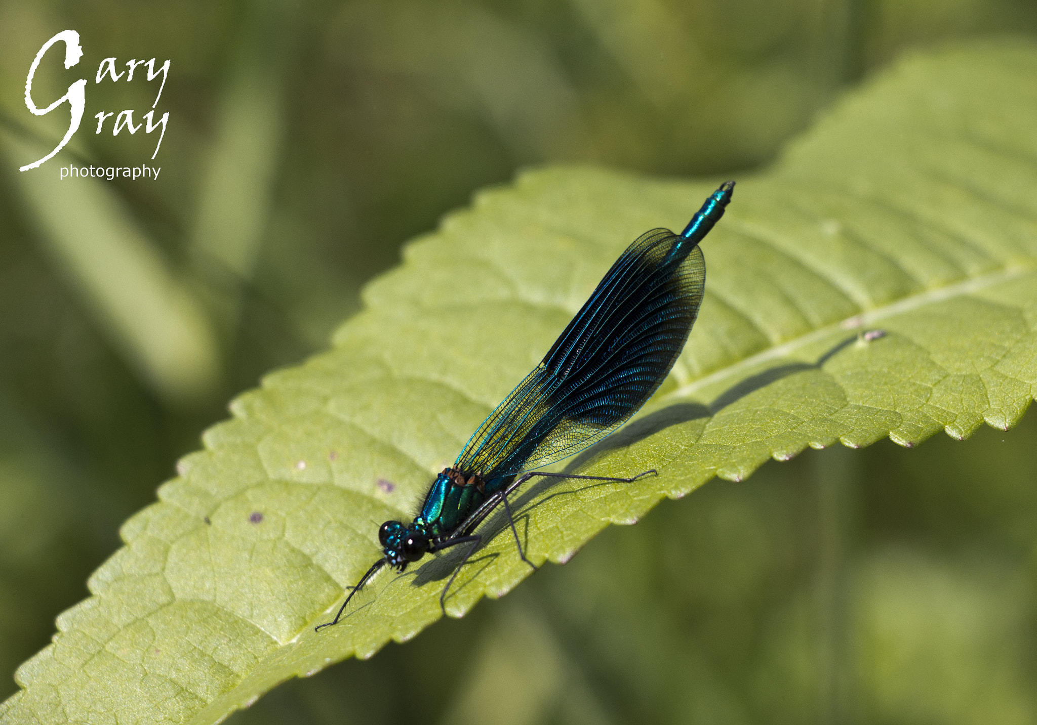 Canon EOS 60D + Canon EF-S 18-135mm F3.5-5.6 IS USM sample photo. Banded demoiselle female photography