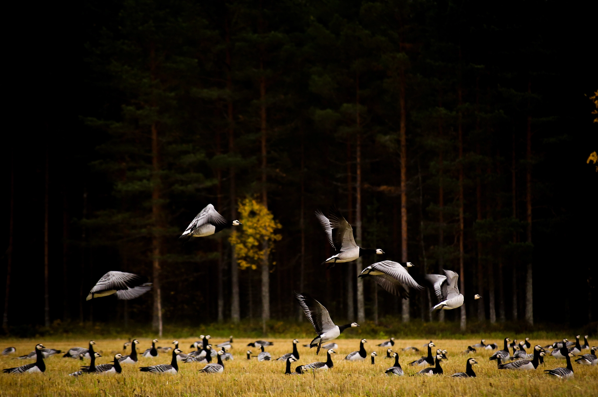 Sigma 55-200mm f/4-5.6 DC sample photo. Branta leucopsis photography