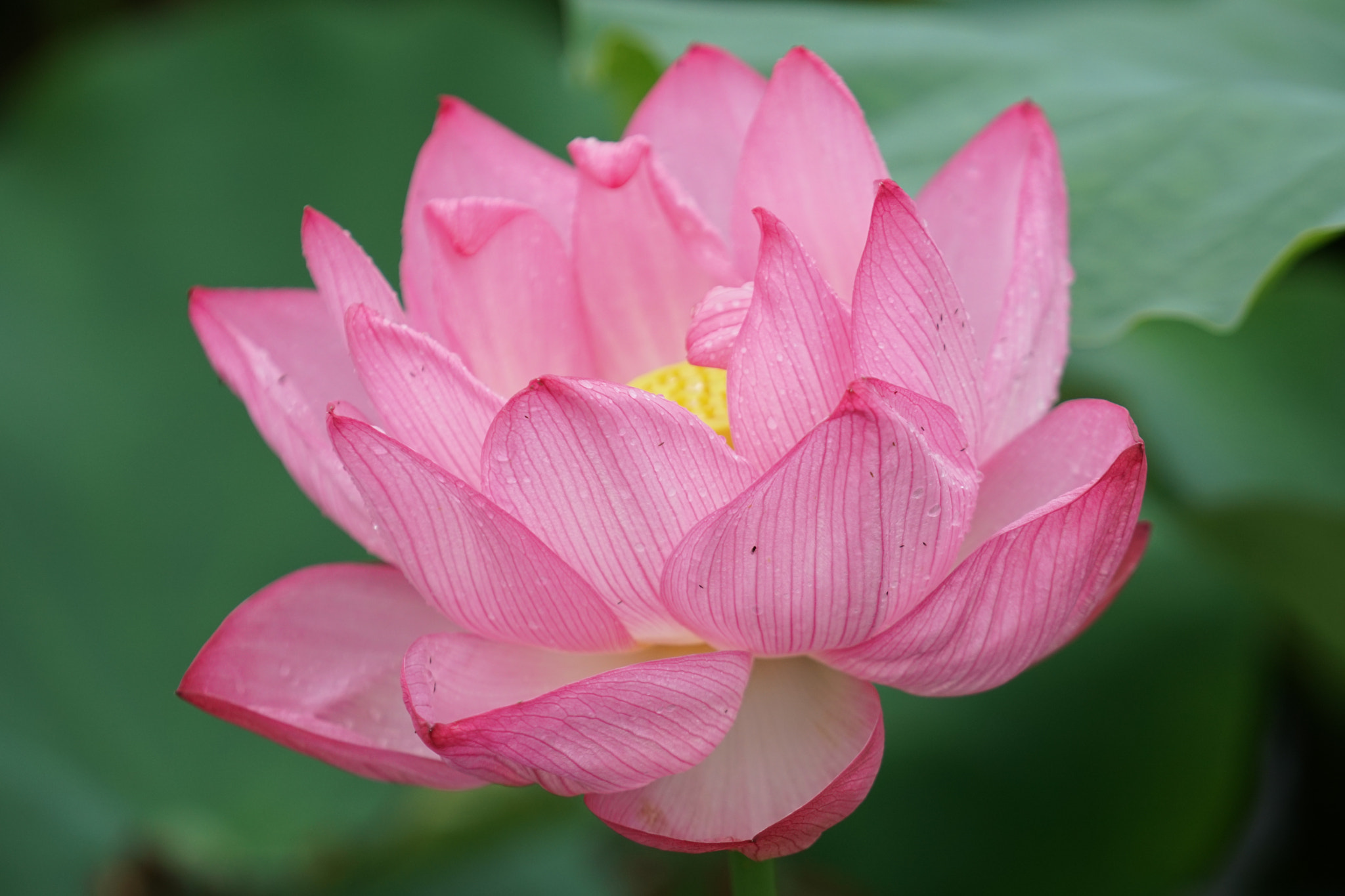 Sony a6300 + Sony FE 70-200mm F4 G OSS sample photo. After the rain photography