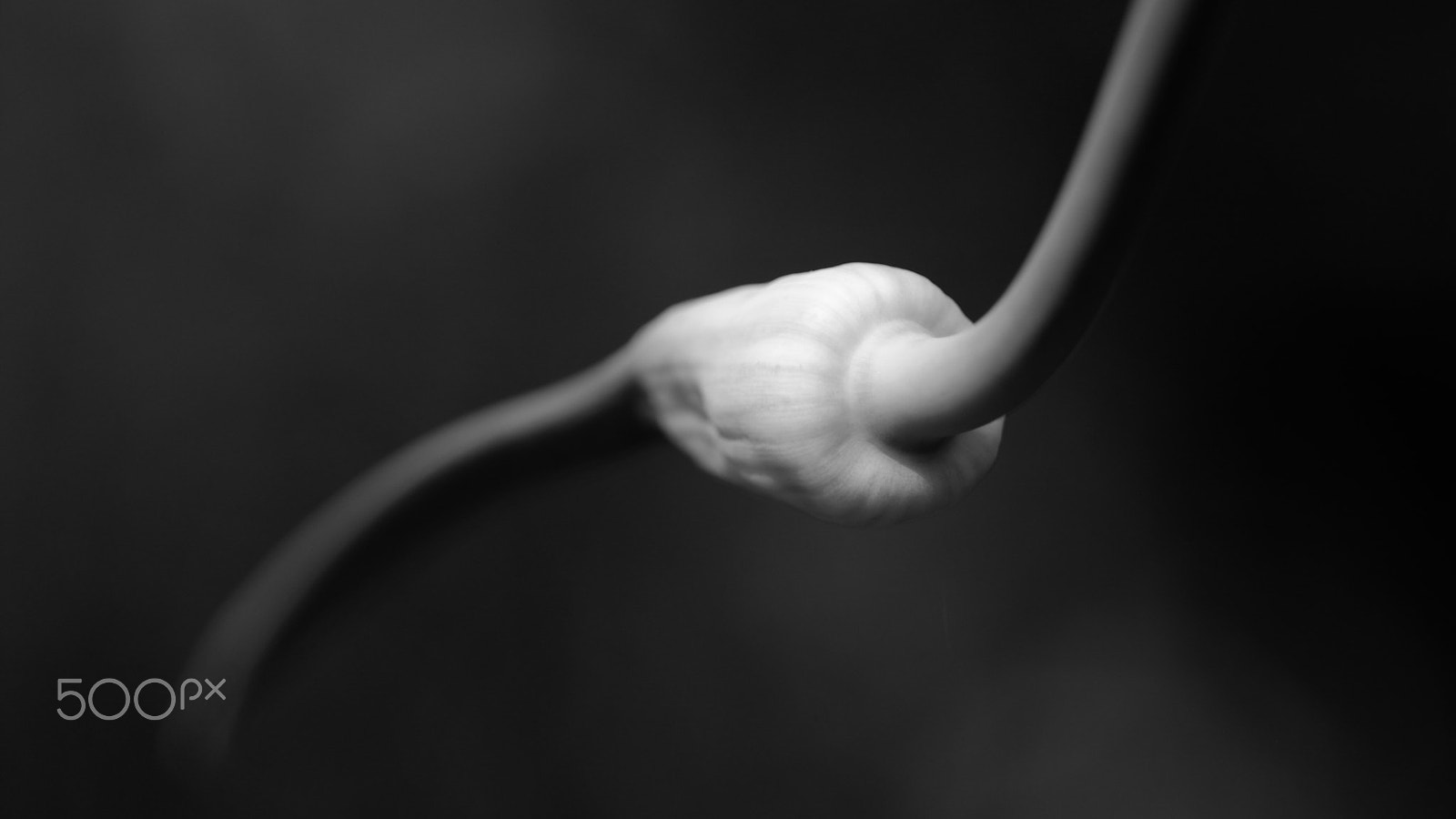 Nikon D7100 + Nikon AF Micro-Nikkor 200mm F4D ED-IF sample photo. Allium sativum photography