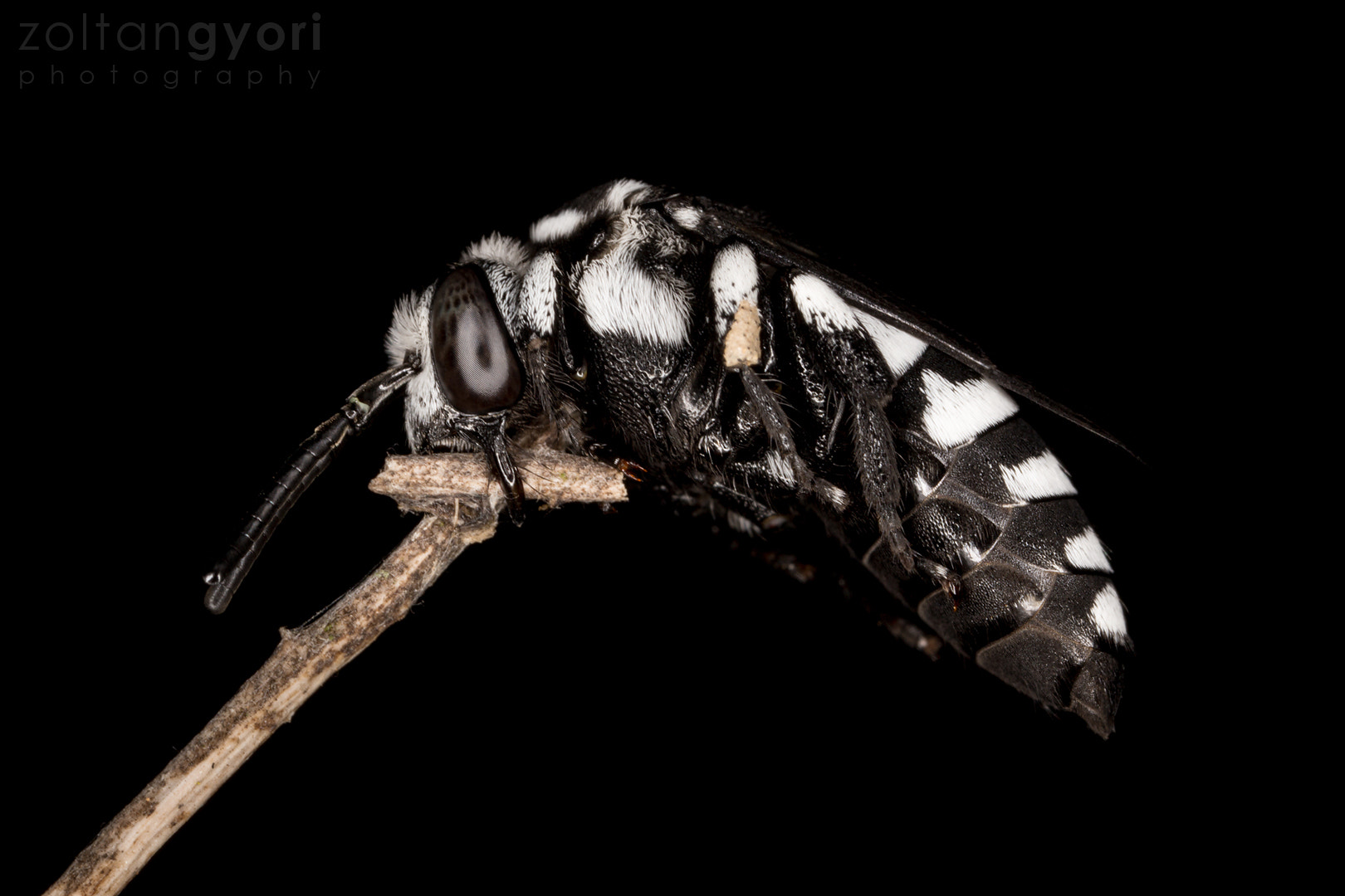 Canon MP-E 65mm F2.5 1-5x Macro Photo sample photo. Cuckoo bee photography