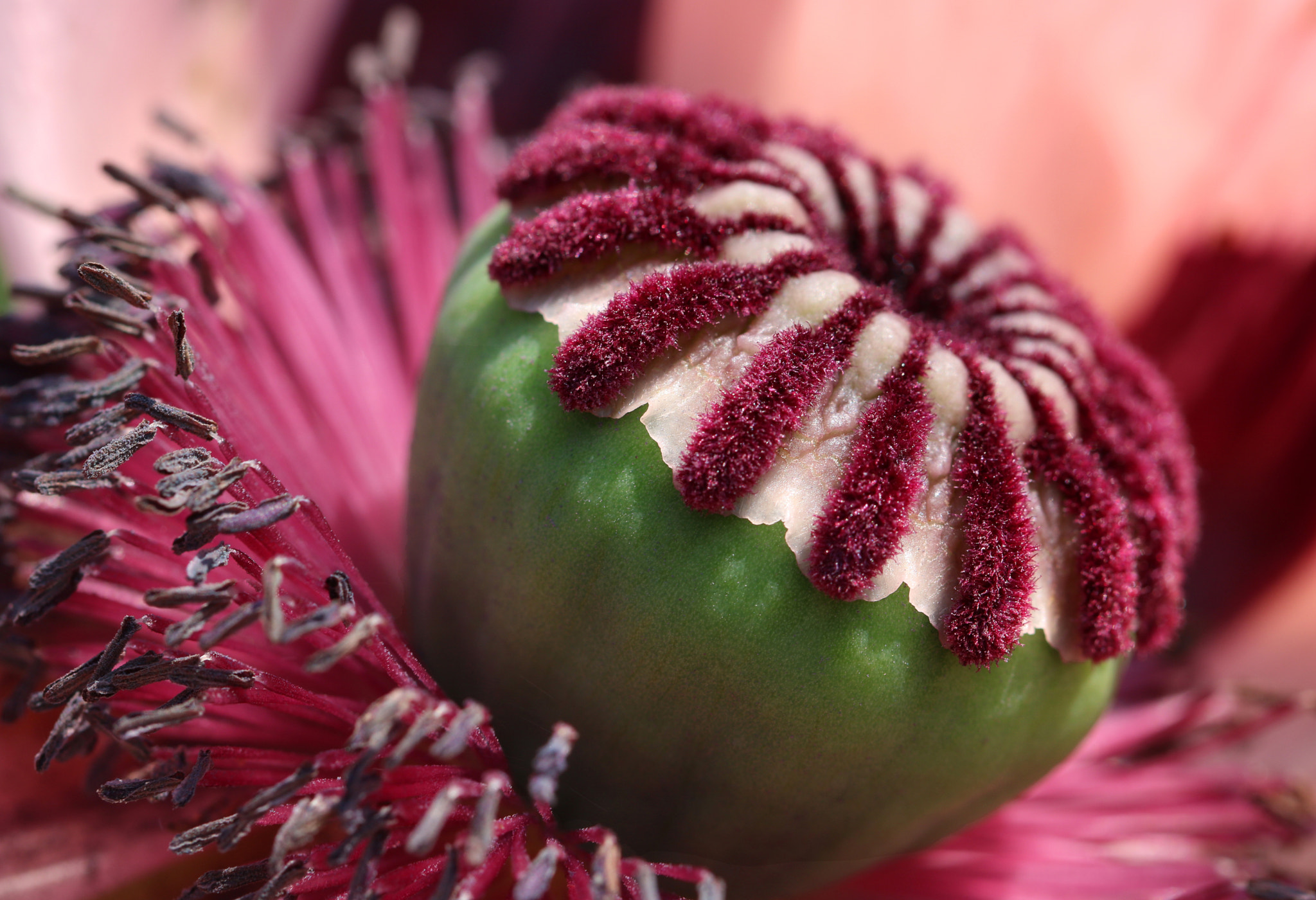 Canon EOS 760D (EOS Rebel T6s / EOS 8000D) + Canon EF 100mm F2.8L Macro IS USM sample photo. Poppy seed head photography