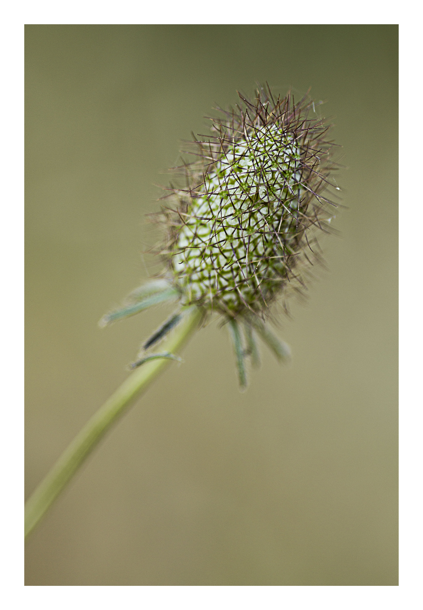 Sigma 105mm F2.8 EX DG Macro sample photo. Macro photography