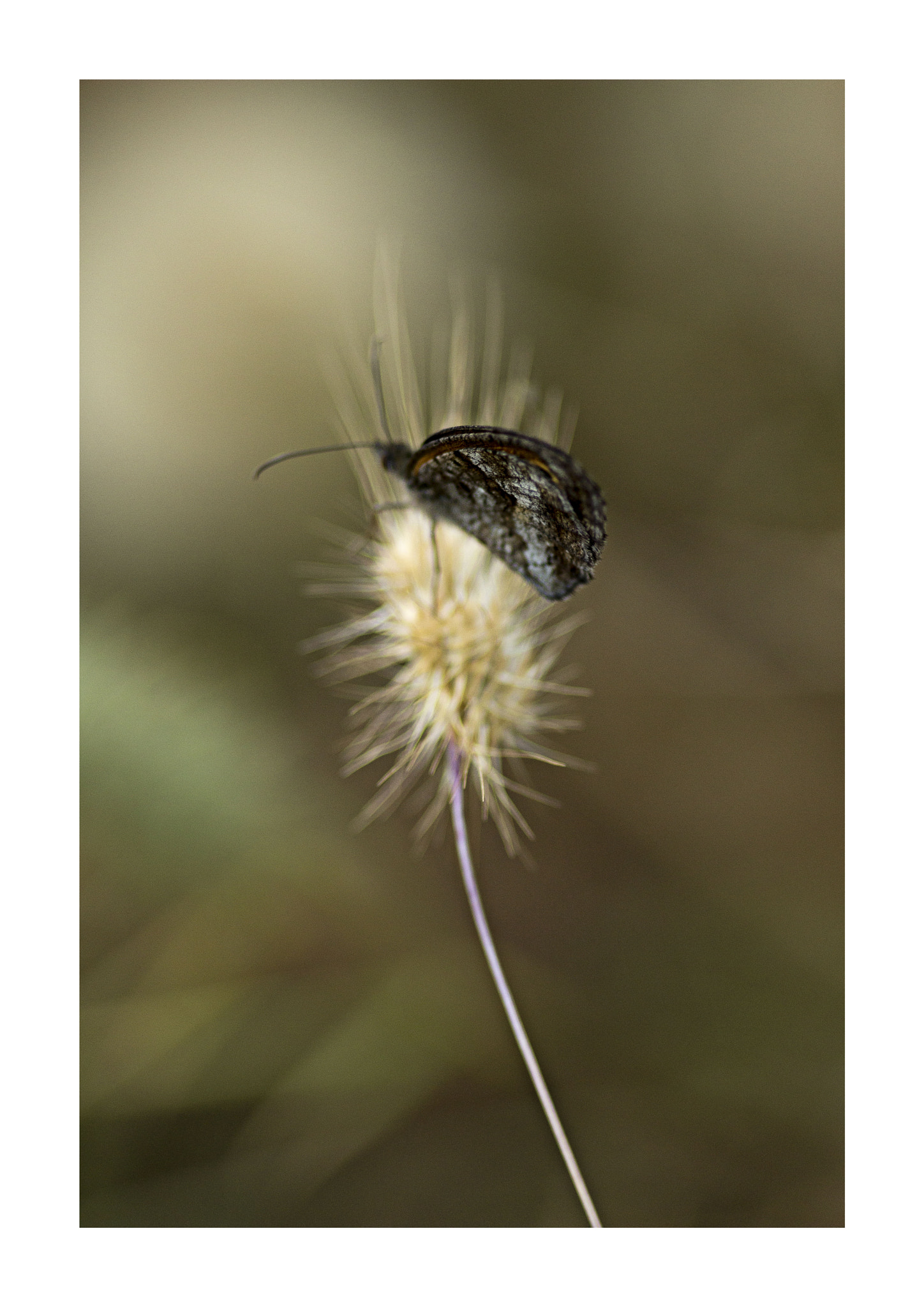 Sigma 105mm F2.8 EX DG Macro sample photo. Mariposa photography