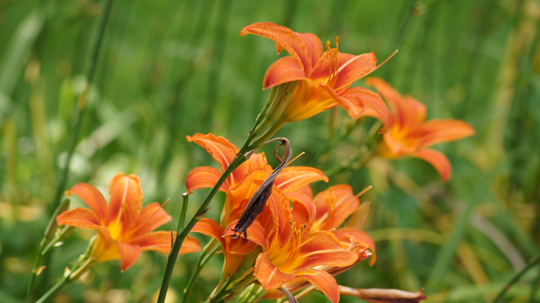 Sony DT 55-200mm F4-5.6 SAM sample photo. Цветы  photography
