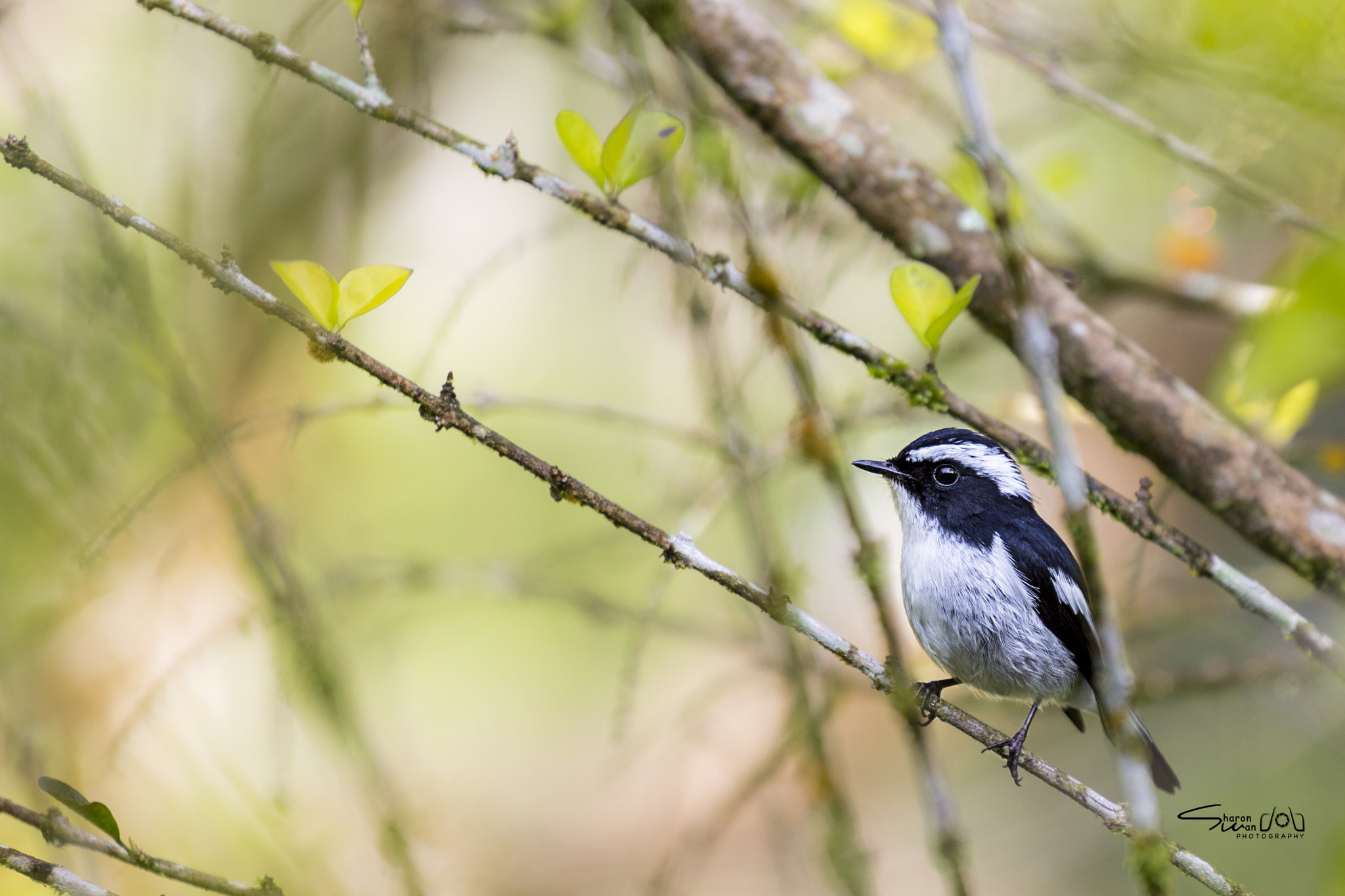 Canon EF 70-200mm F4L IS USM sample photo. A tiny bird photography