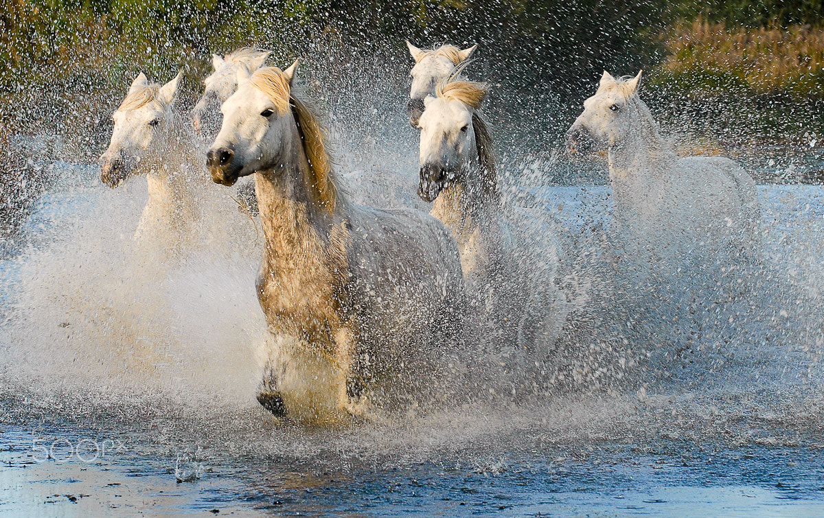 Nikon D200 sample photo. Gallop in the camargue marsh photography