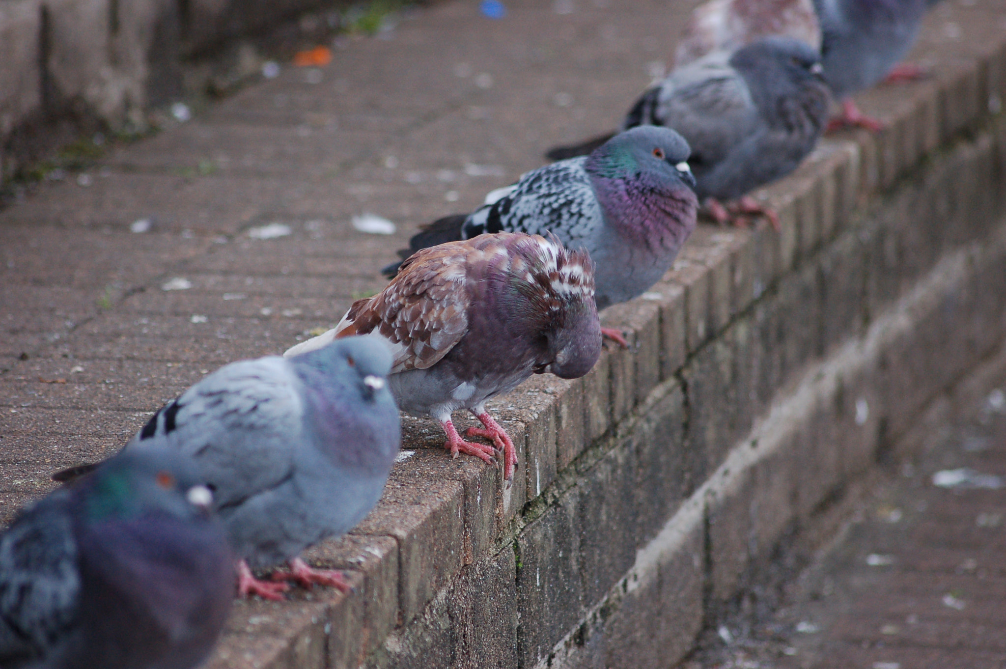 Nikon D50 + Sigma 70-300mm F4-5.6 APO Macro Super II sample photo. Dsc_0025.jpg photography